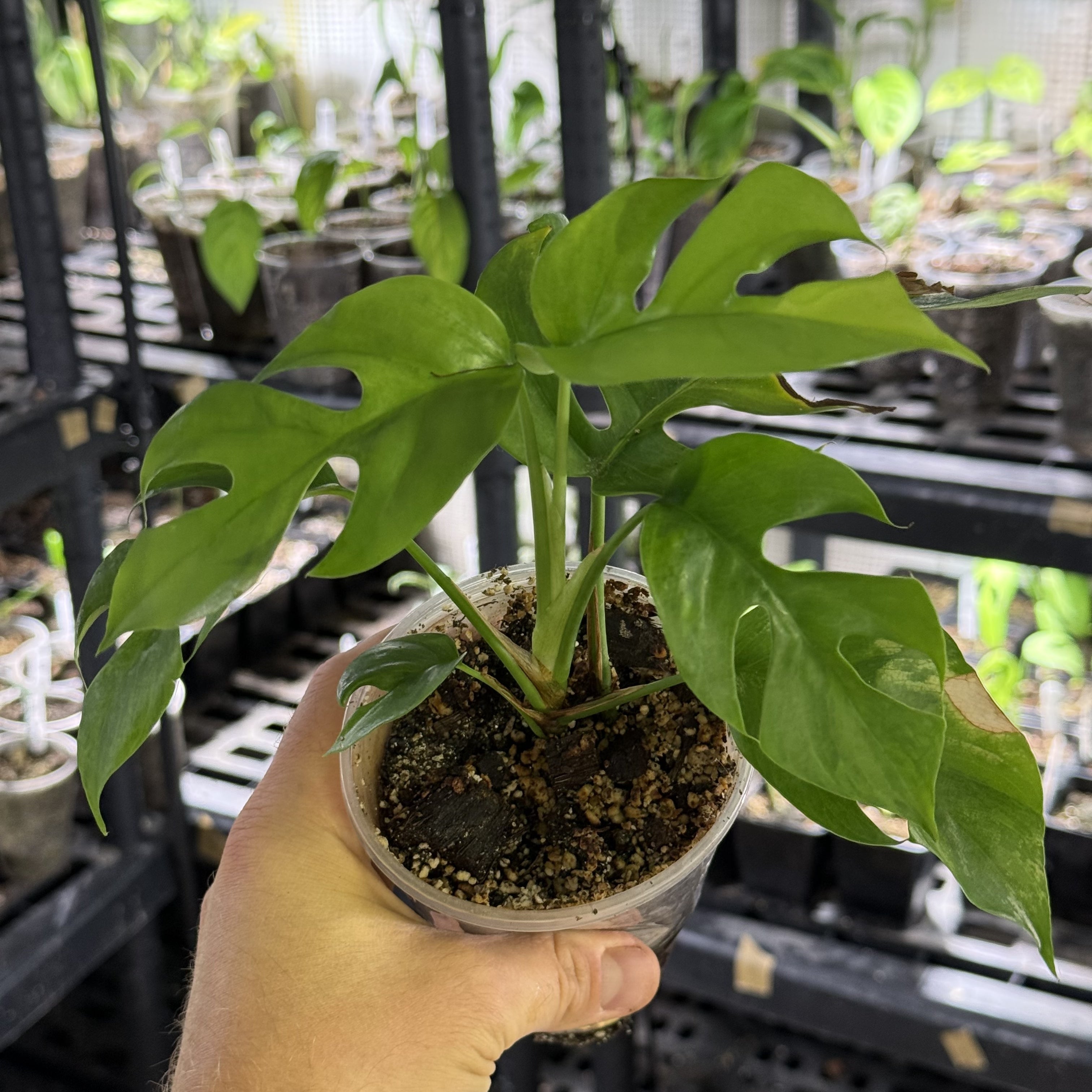 Rhaphidophora tetrasperma GoG variegata (green on green)