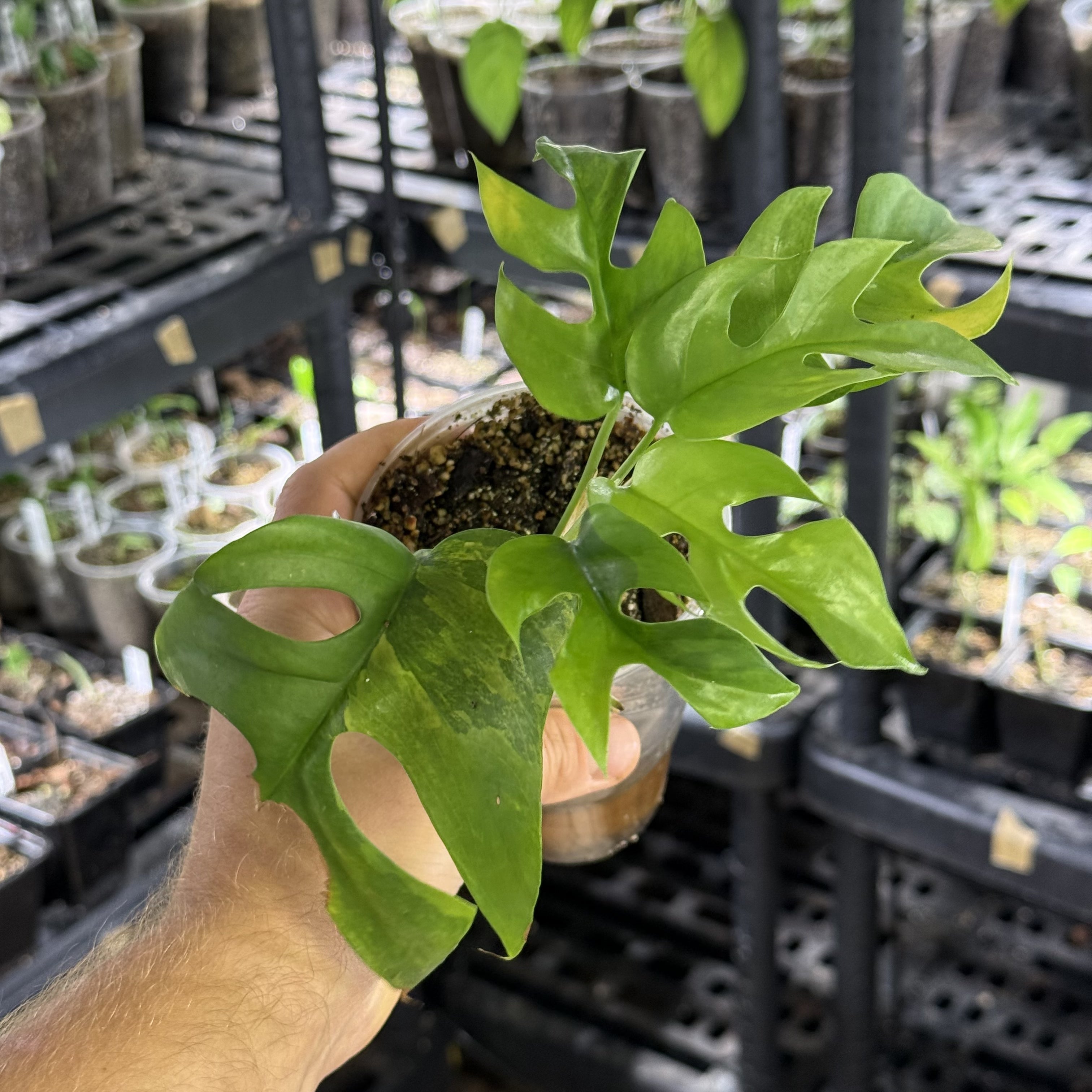 Rhaphidophora tetrasperma GoG variegata (green on green)