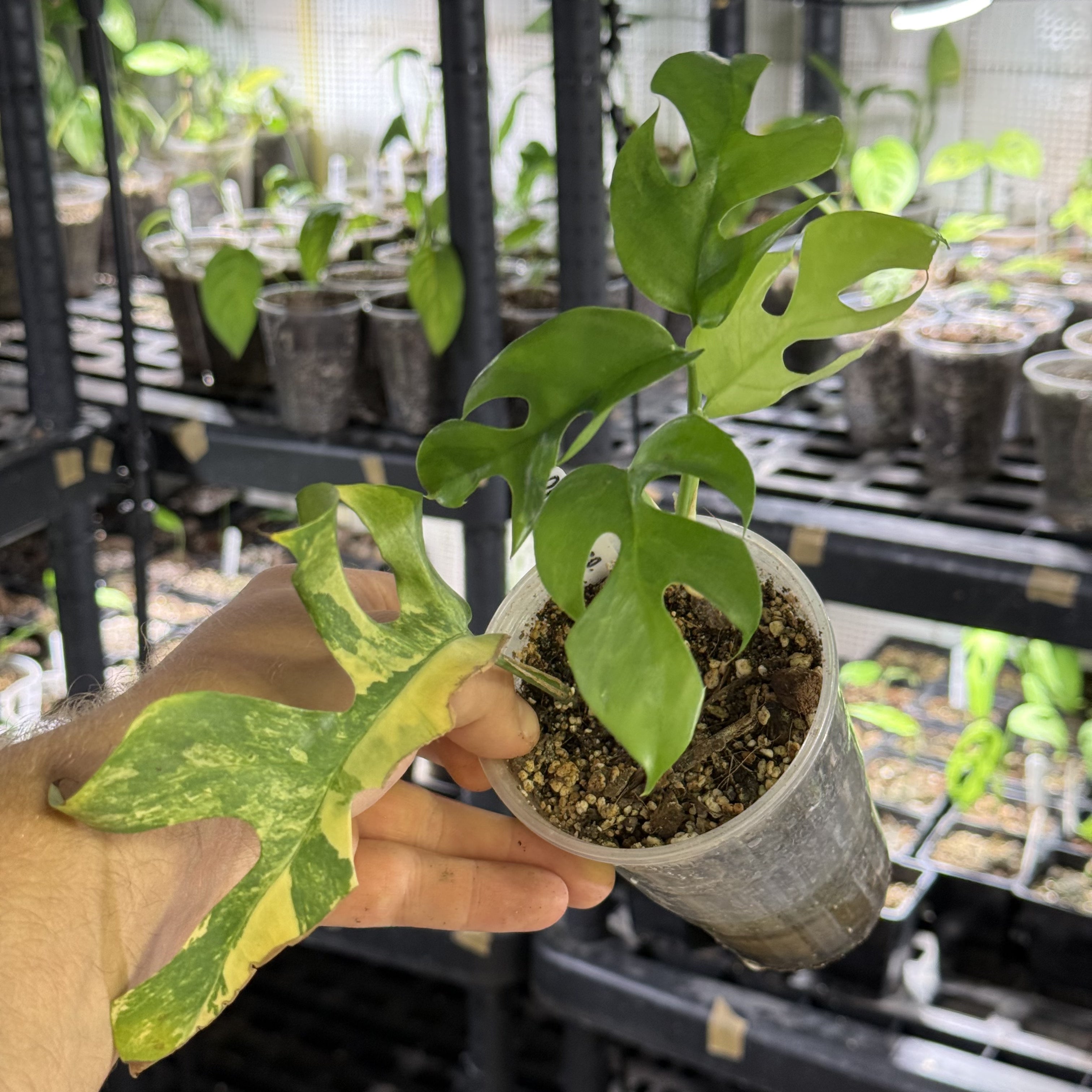 Rhaphidophora tetrasperma GoG variegata (green on green)
