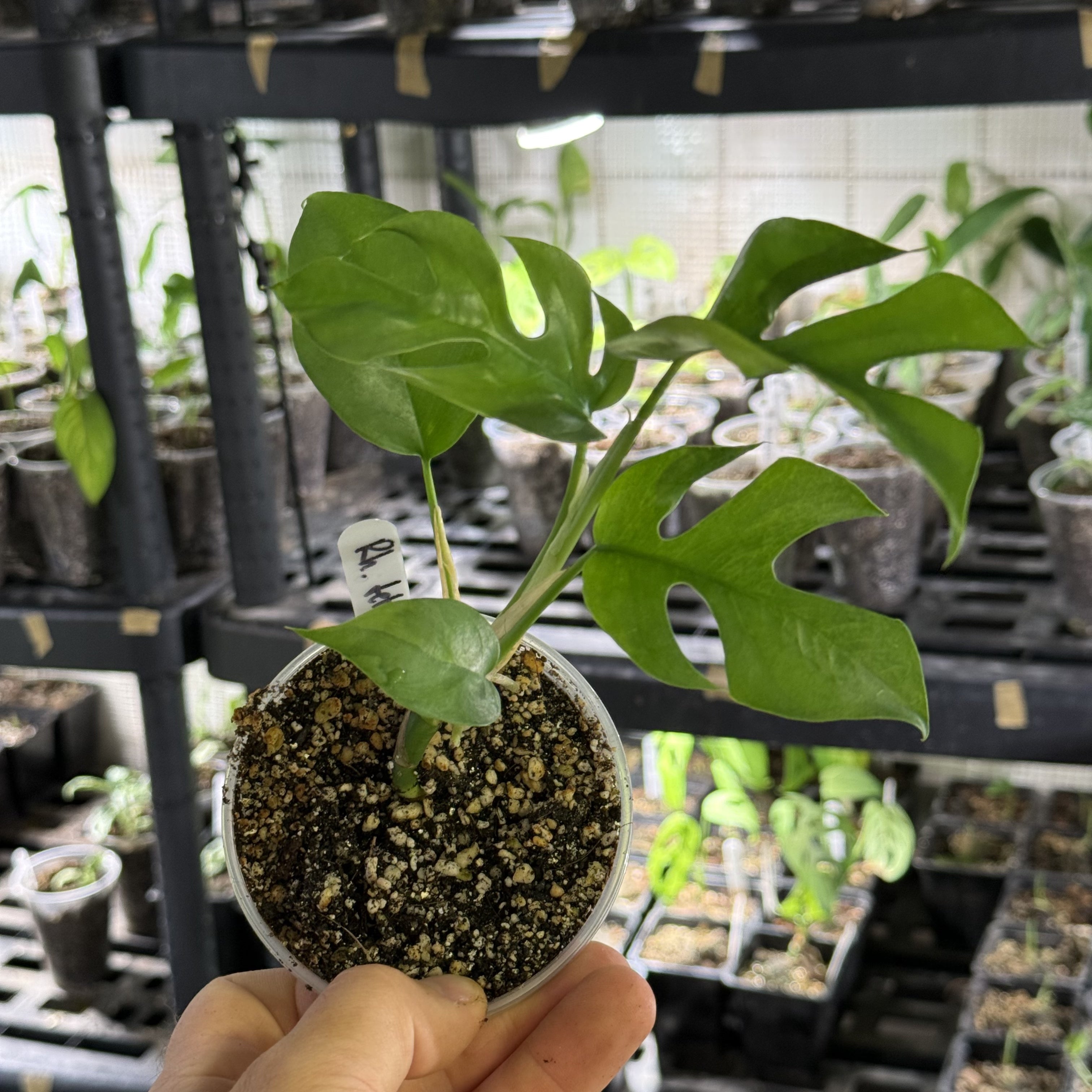 Rhaphidophora tetrasperma GoG variegata (green on green)