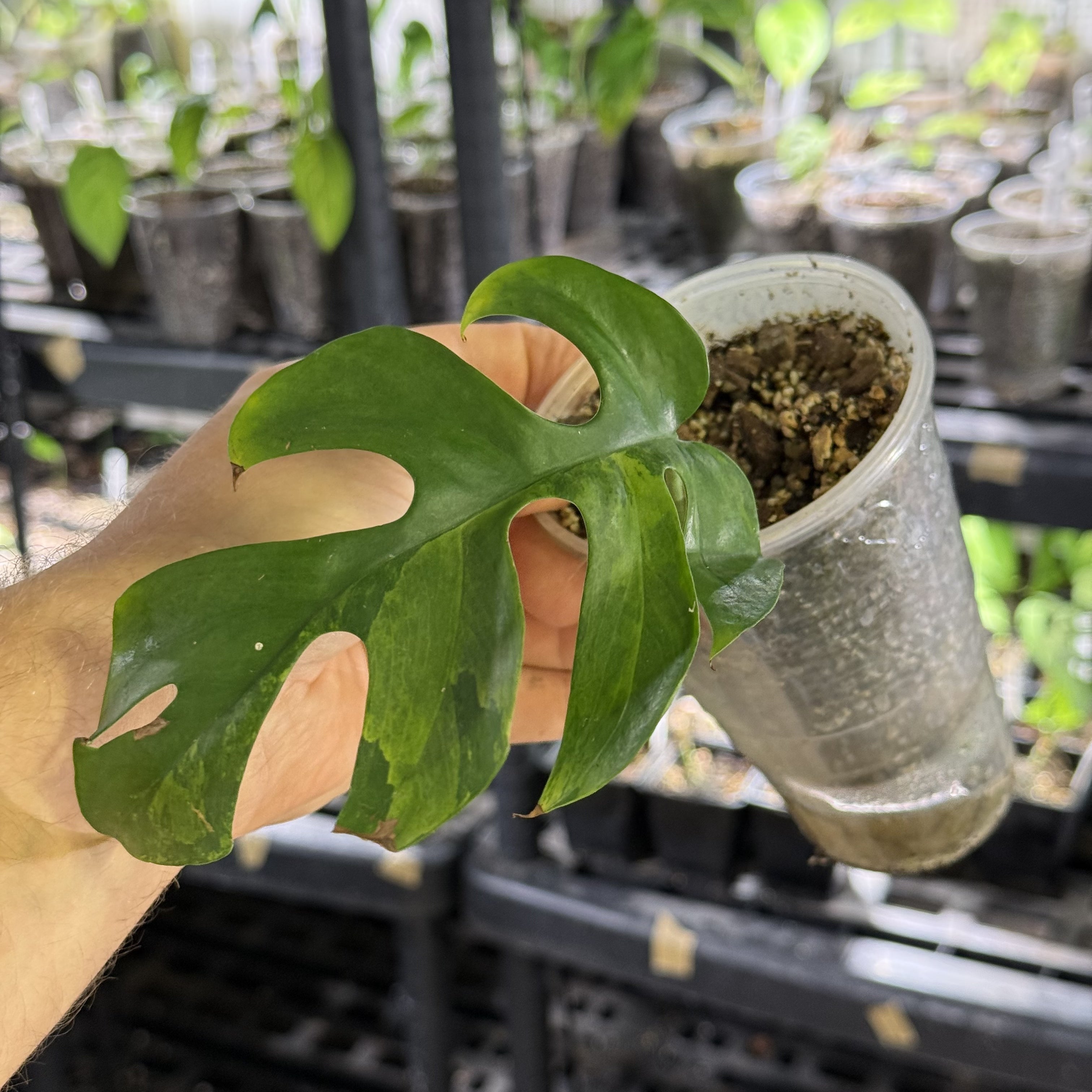 Rhaphidophora tetrasperma GoG variegata (green on green)