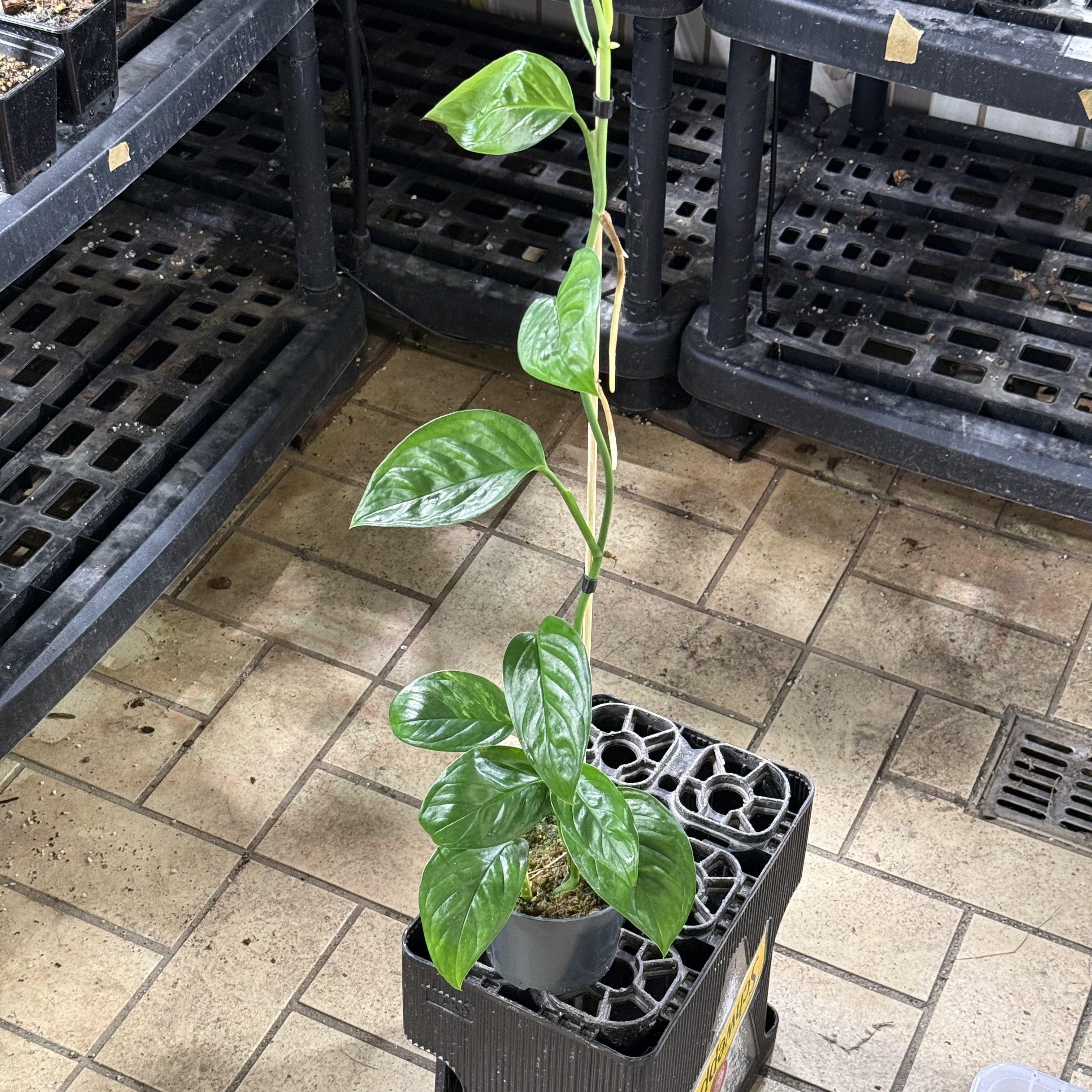 Monstera acacoyaguensis variegata