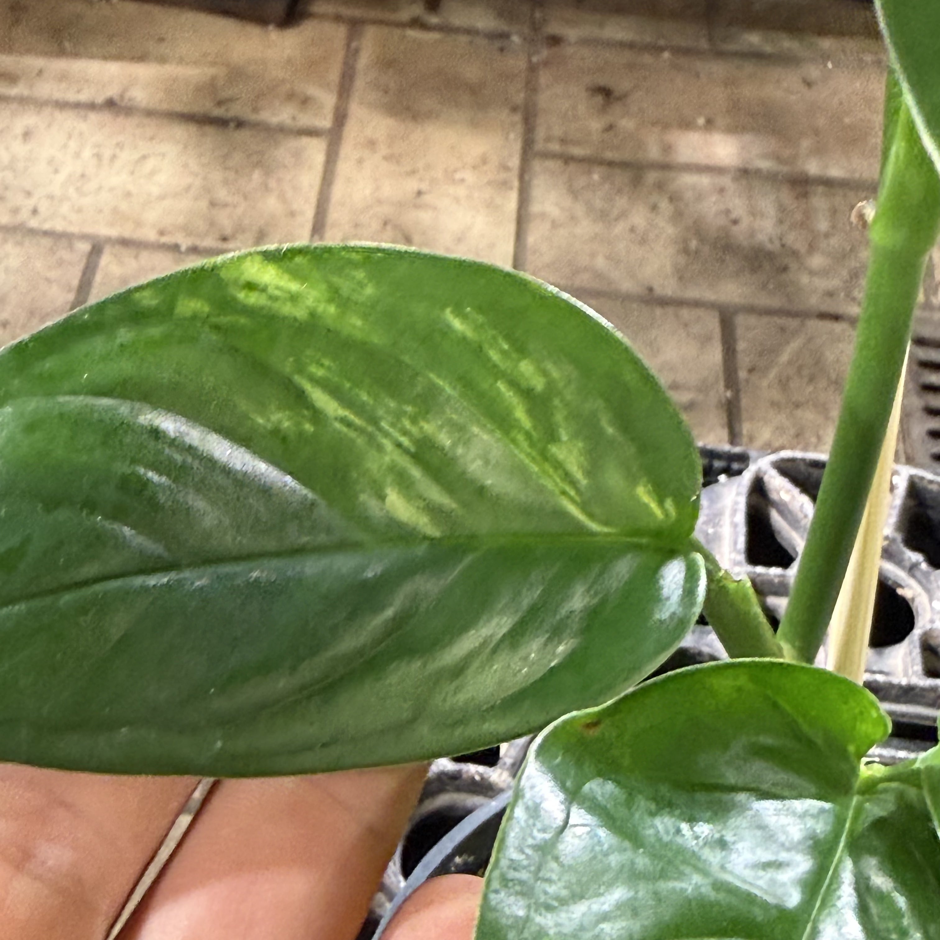 Monstera acacoyaguensis variegata