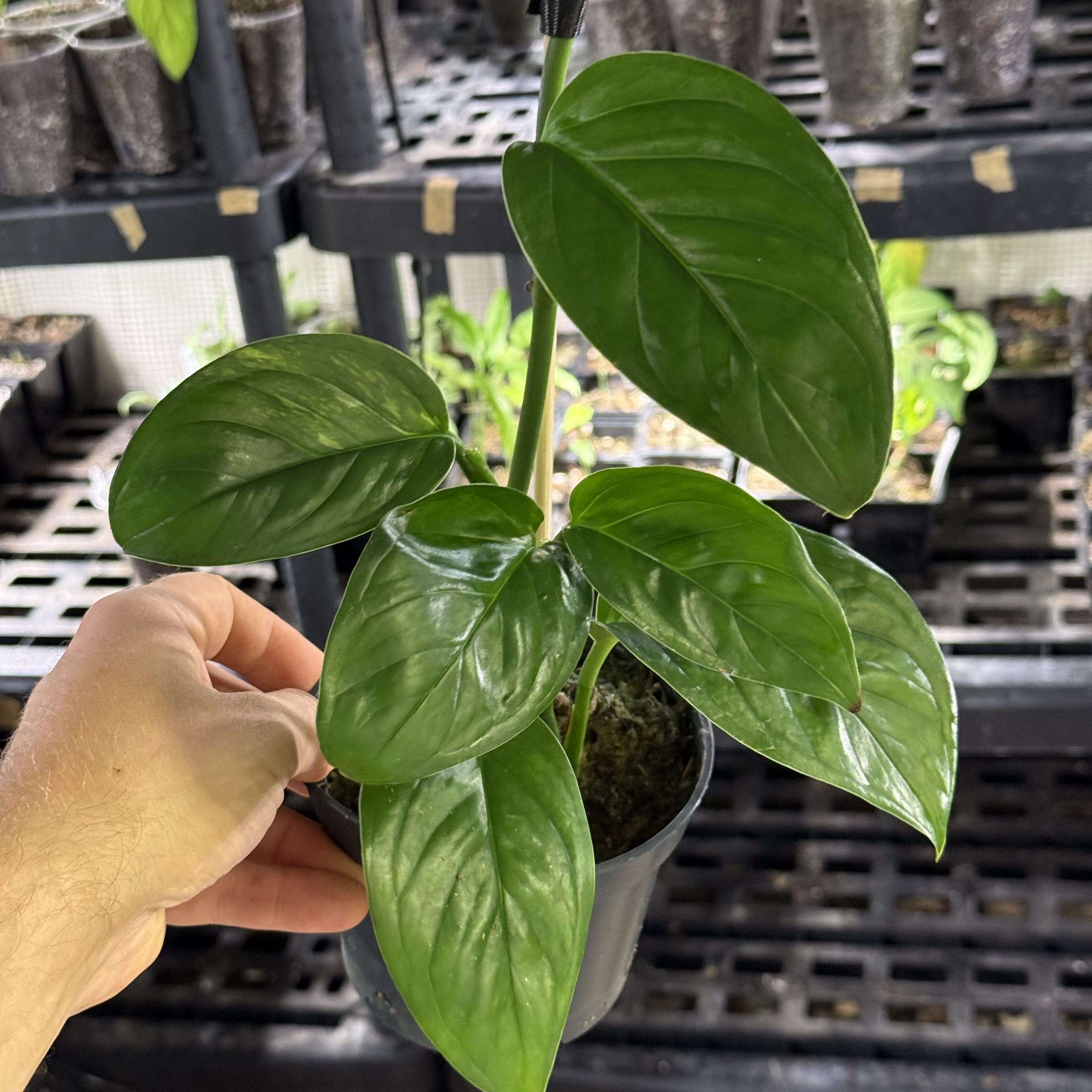 Monstera acacoyaguensis variegata