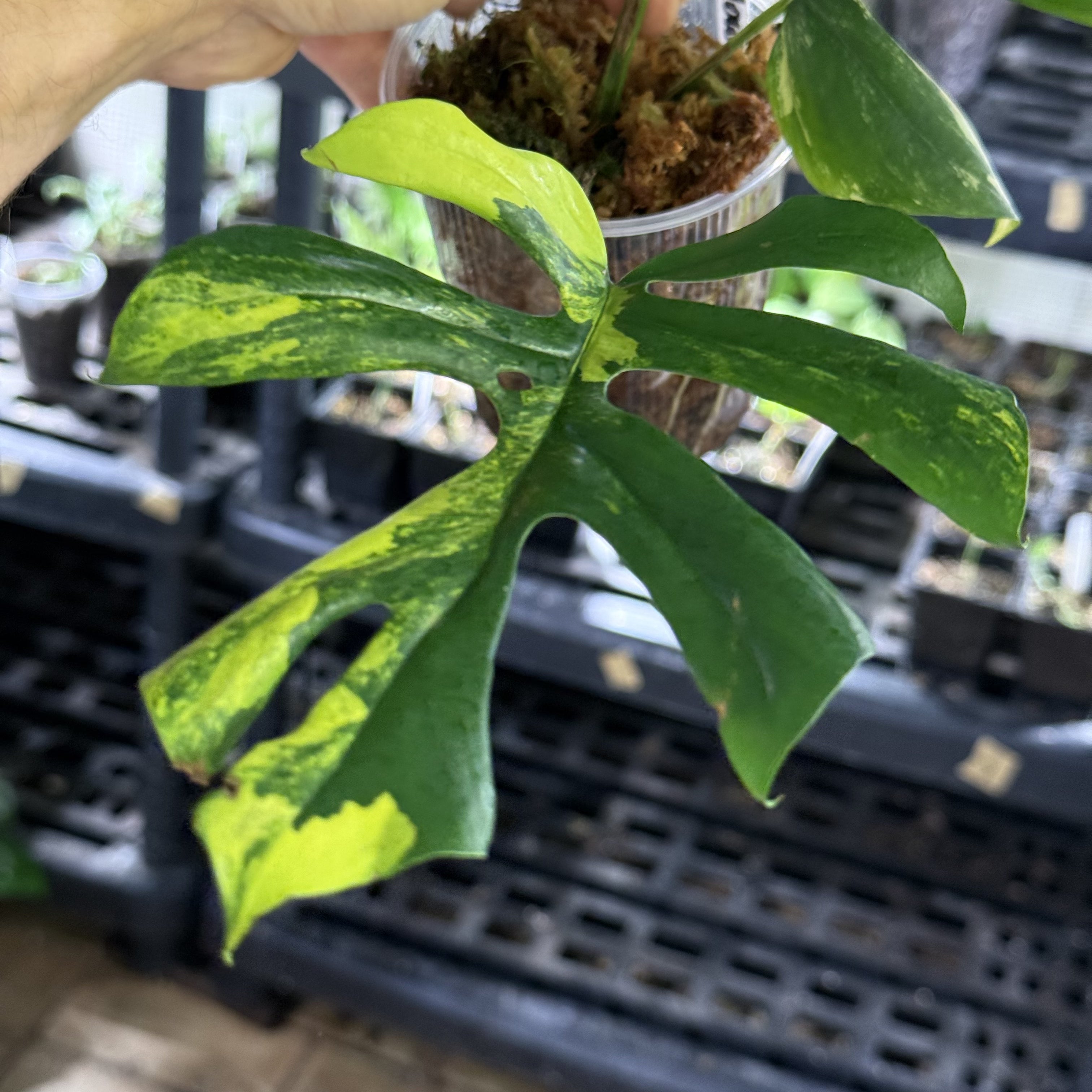 Rhaphidophora yellow marilyn