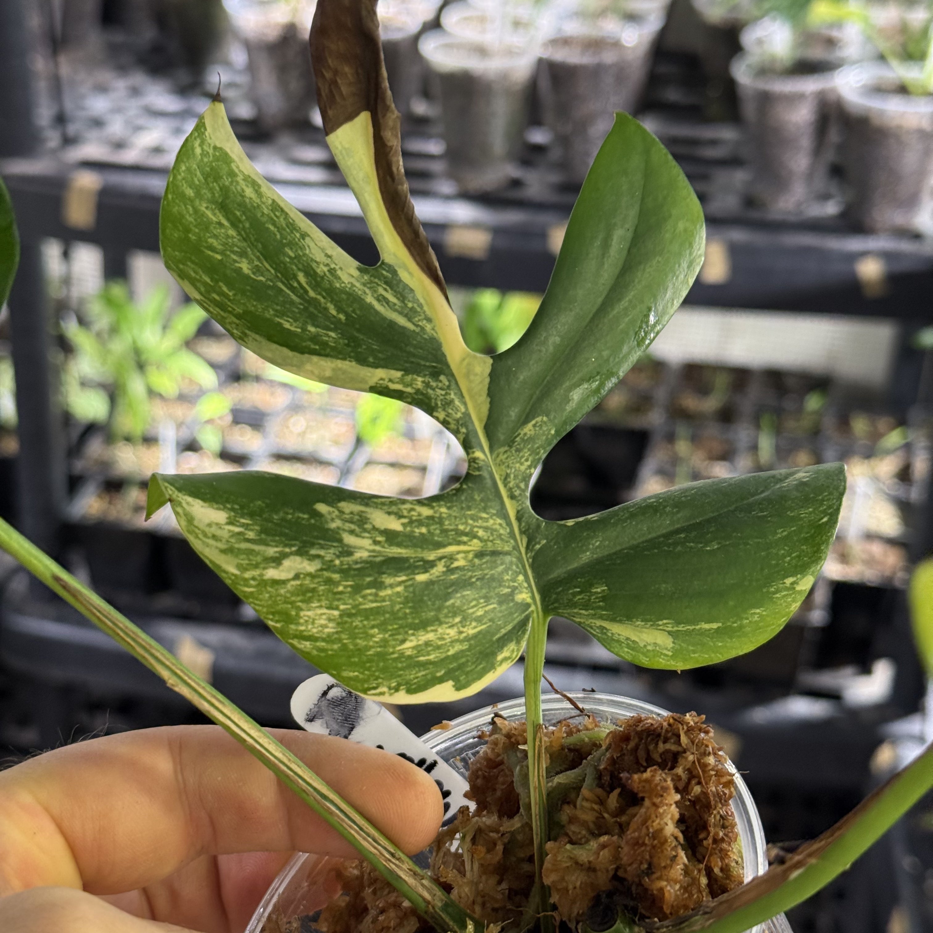 Rhaphidophora yellow marilyn