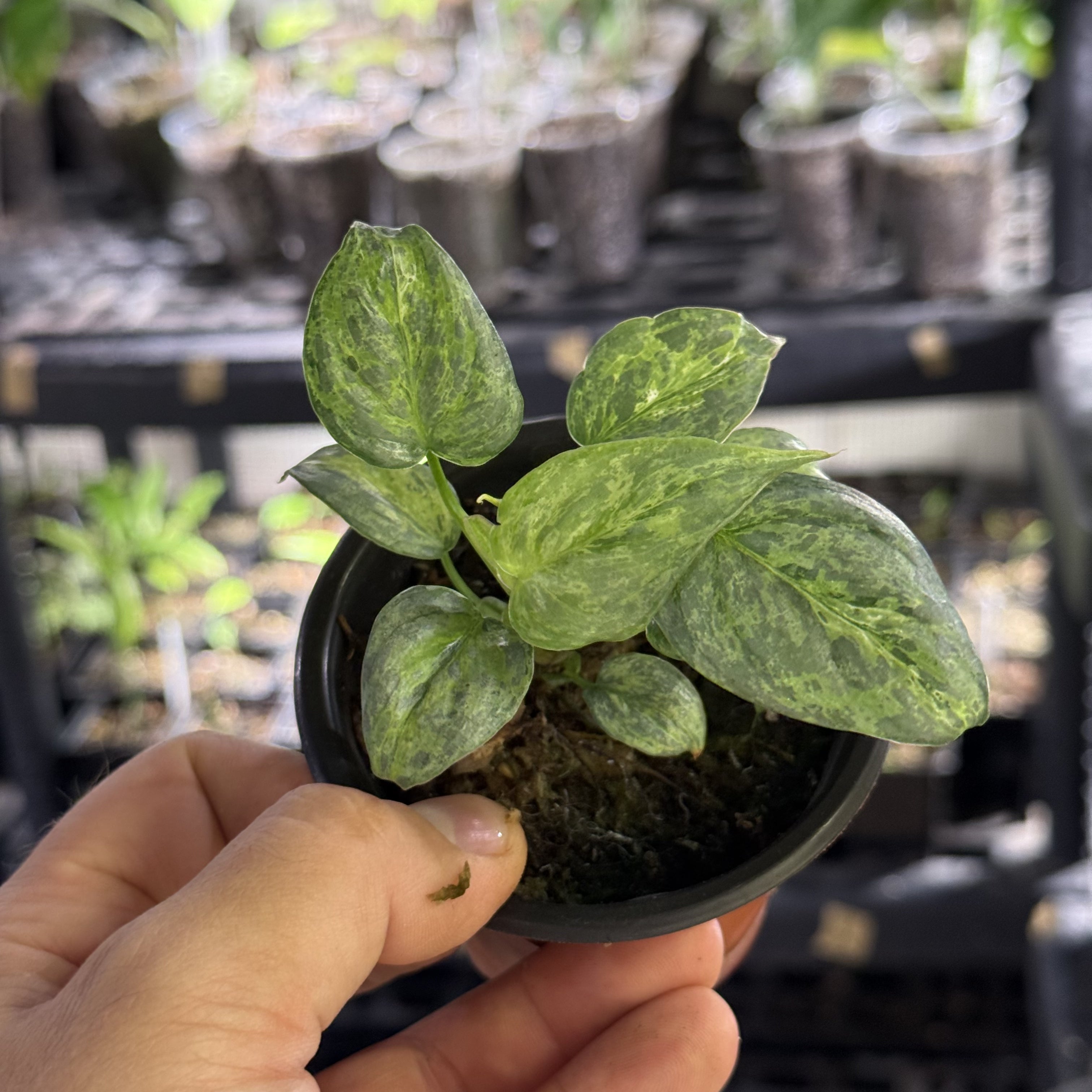 Philodendron sodiroi variegata