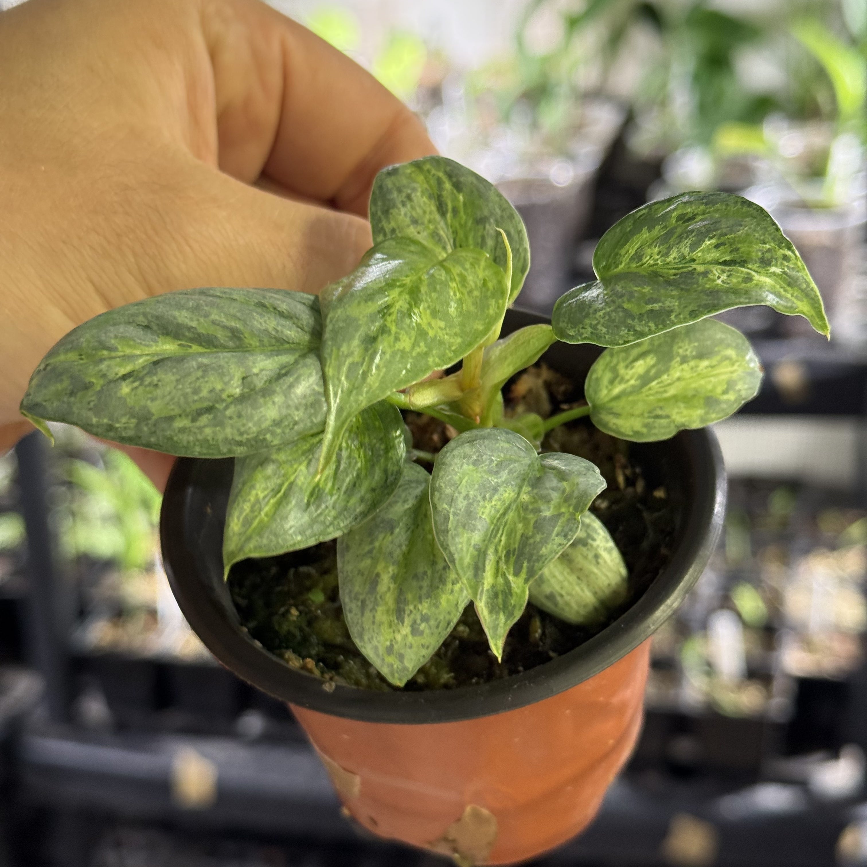 Philodendron sodiroi variegata