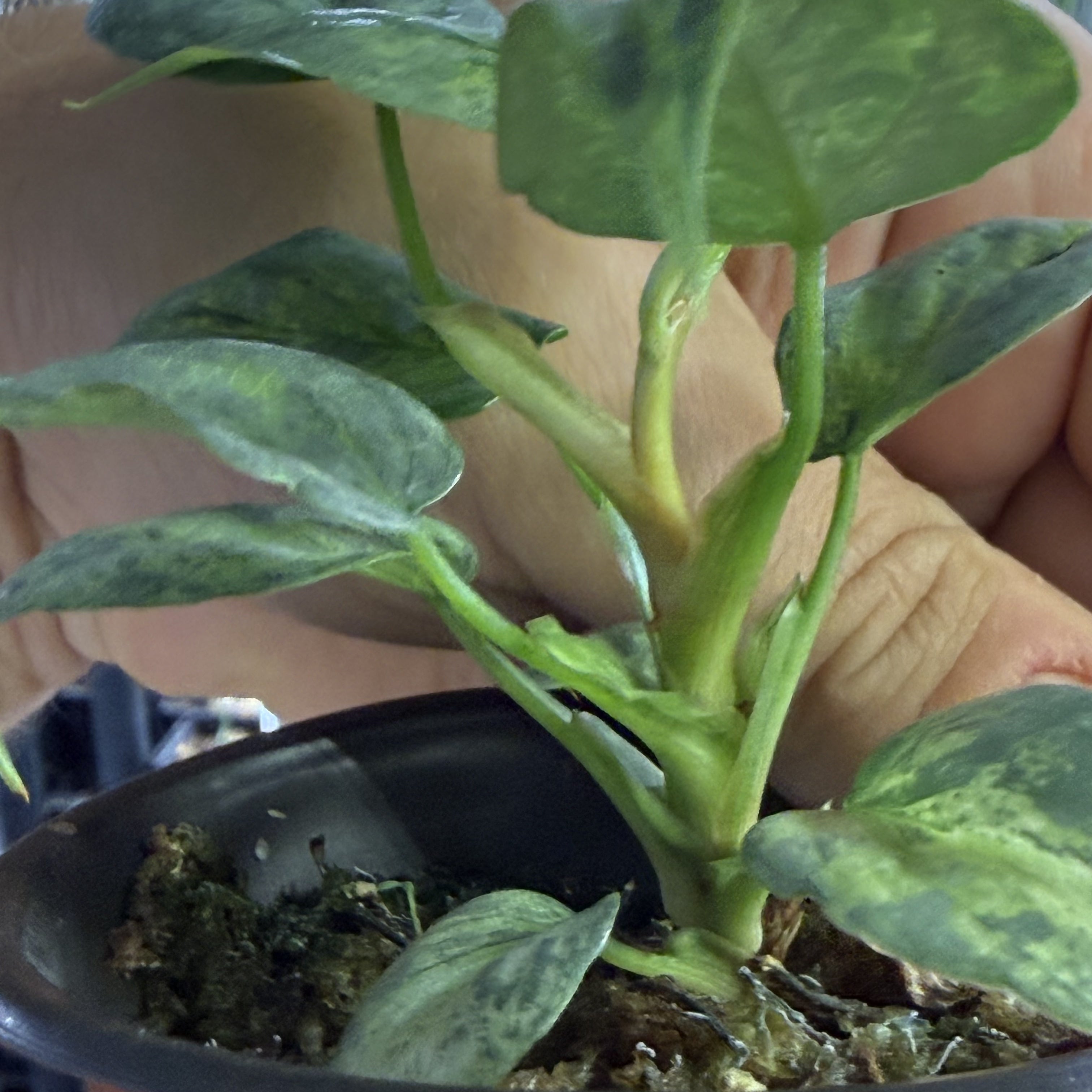Philodendron sodiroi variegata