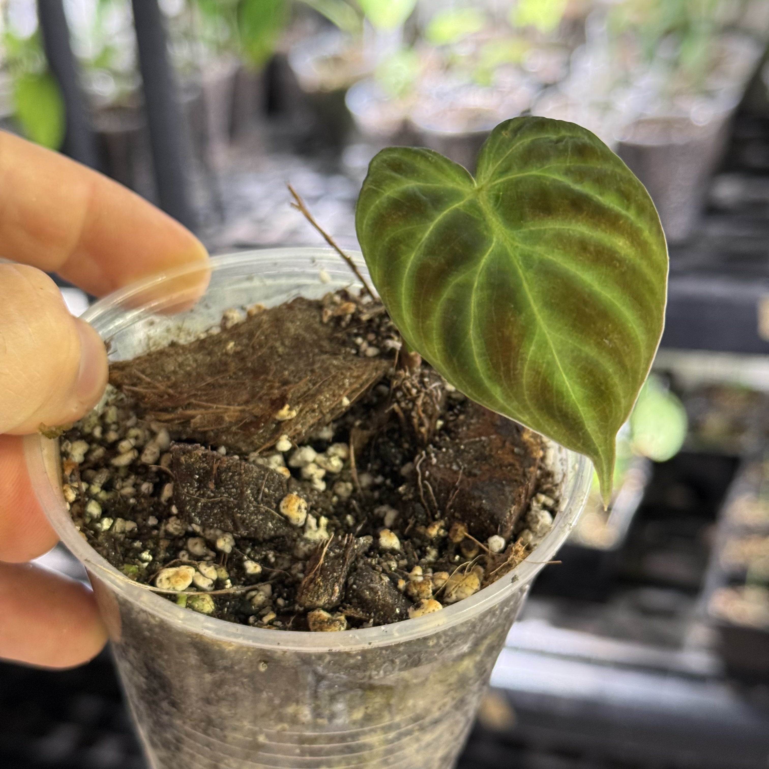 Philodendron verrucosum bosco