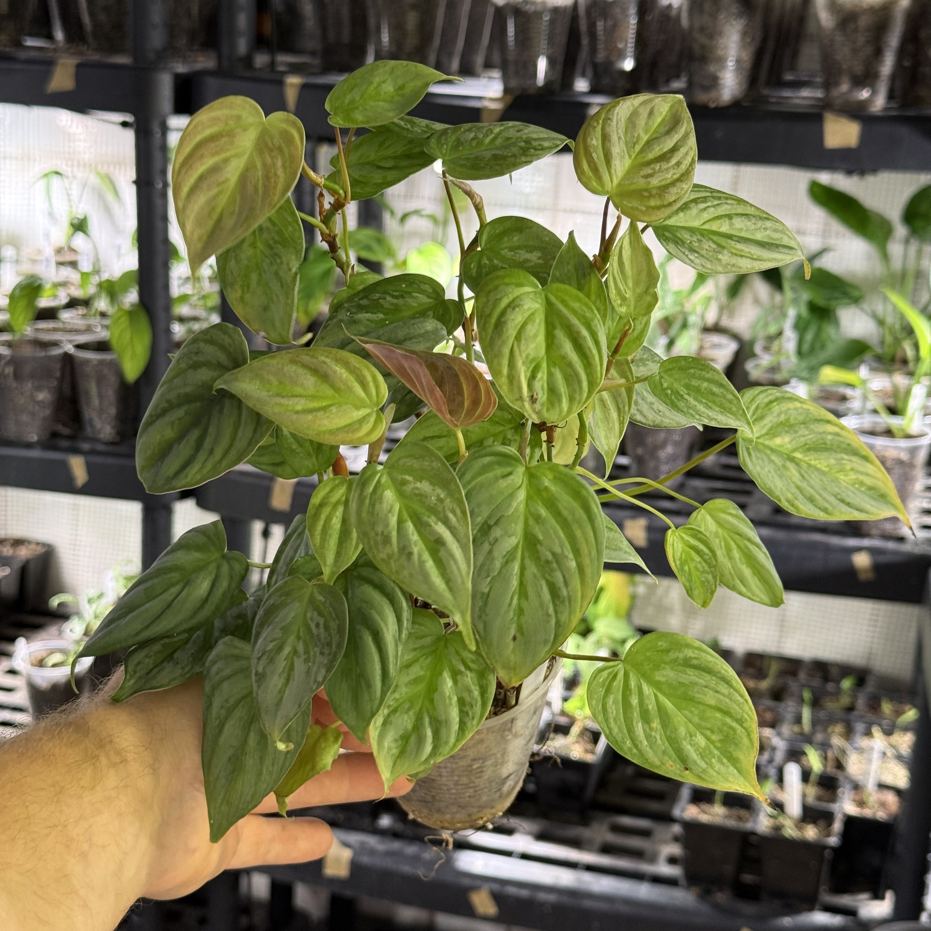 Philodendron sodiroi