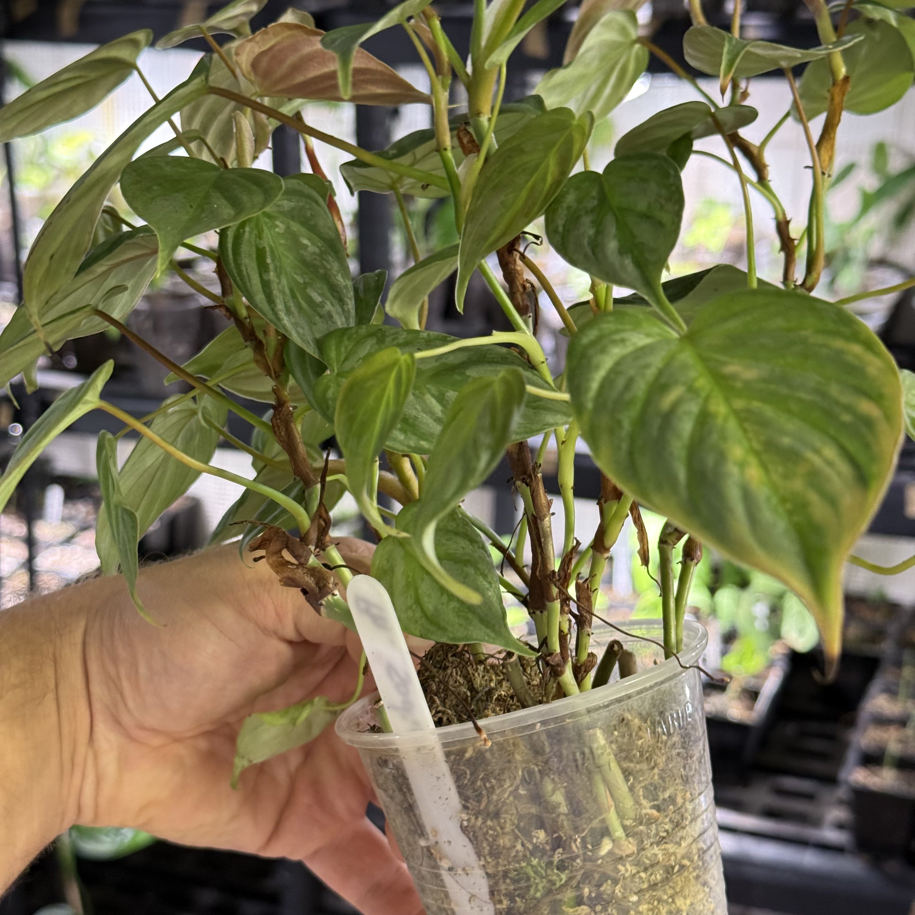 Philodendron sodiroi