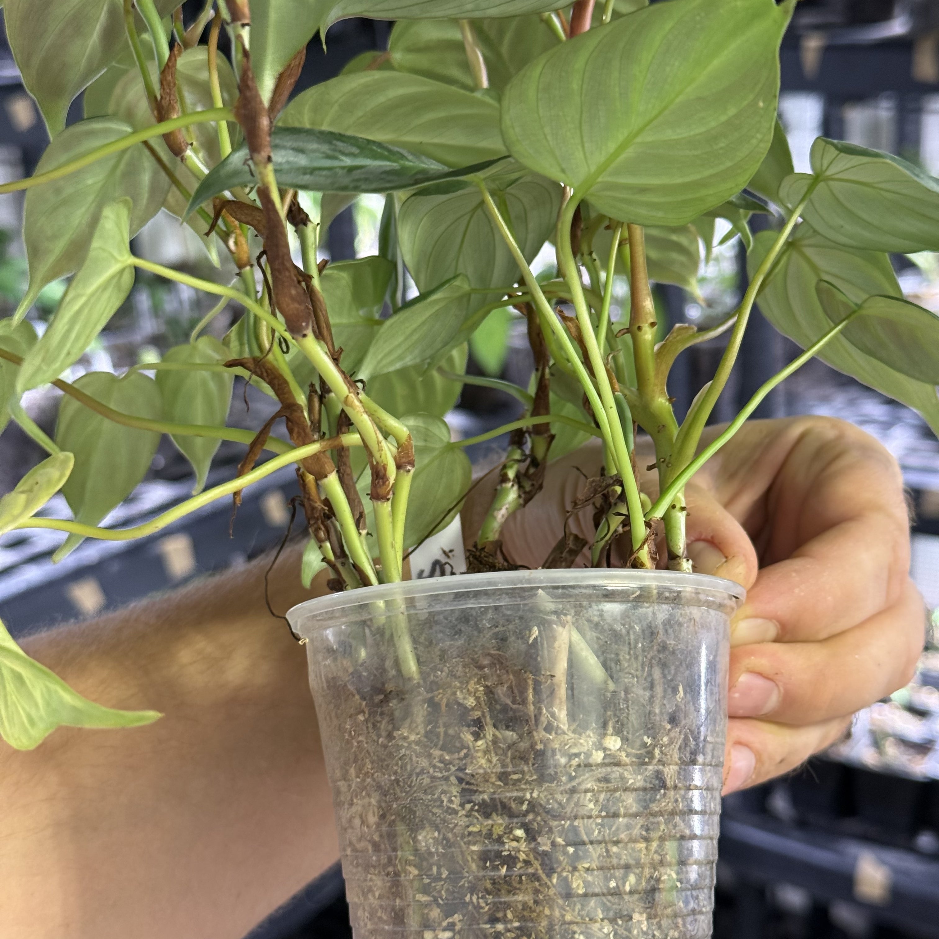 Philodendron sodiroi