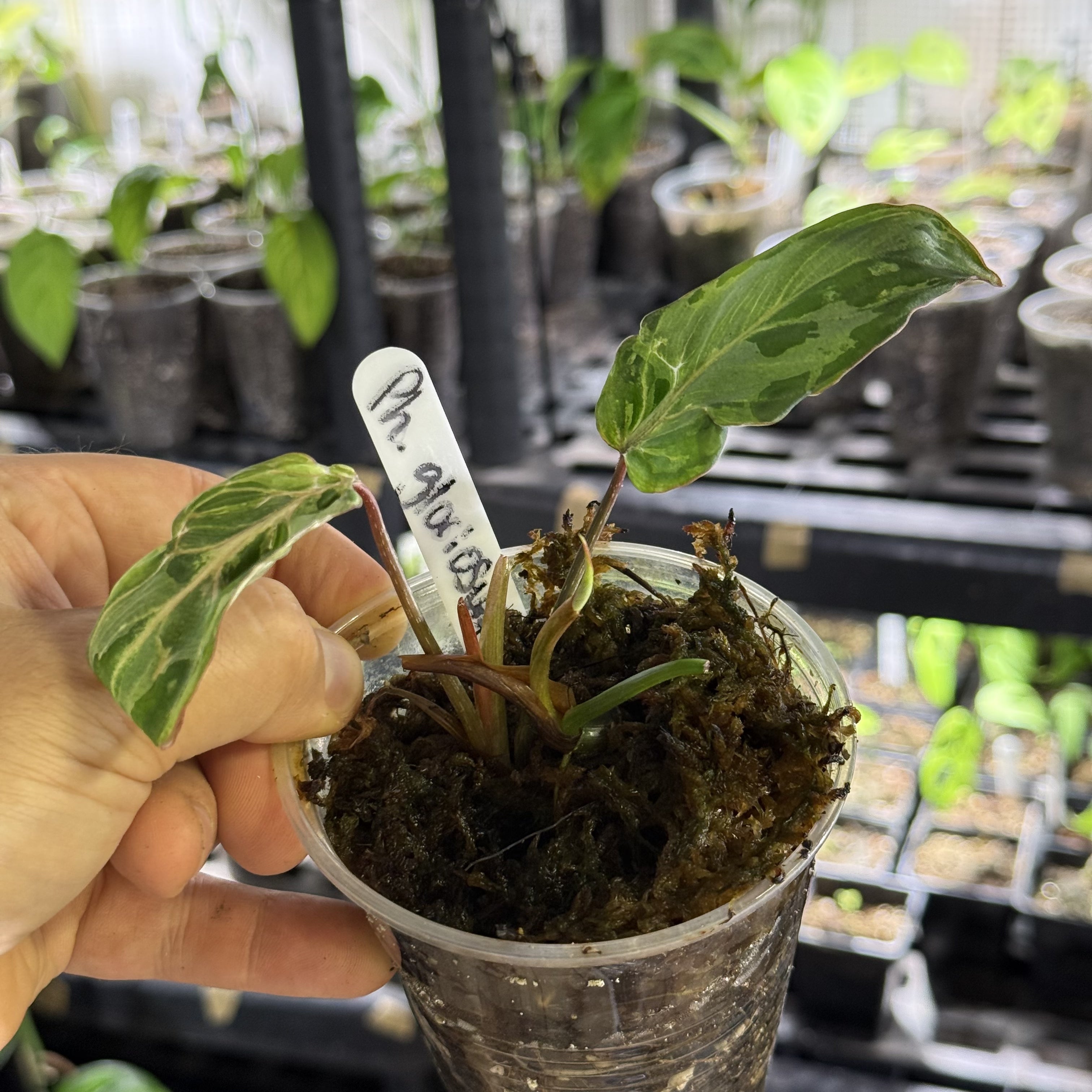 Philodendron gloriosum variegata