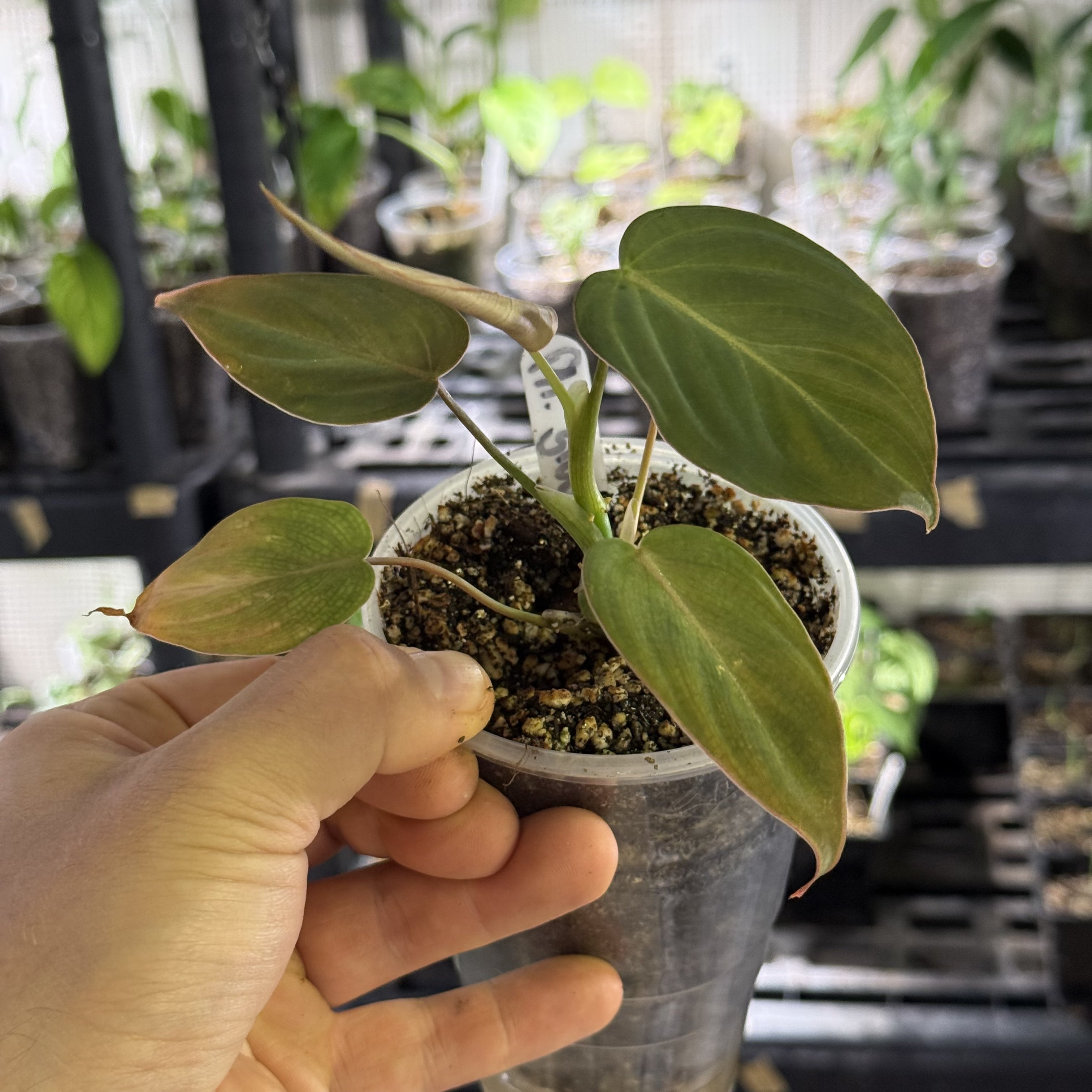 Philodendron glorious