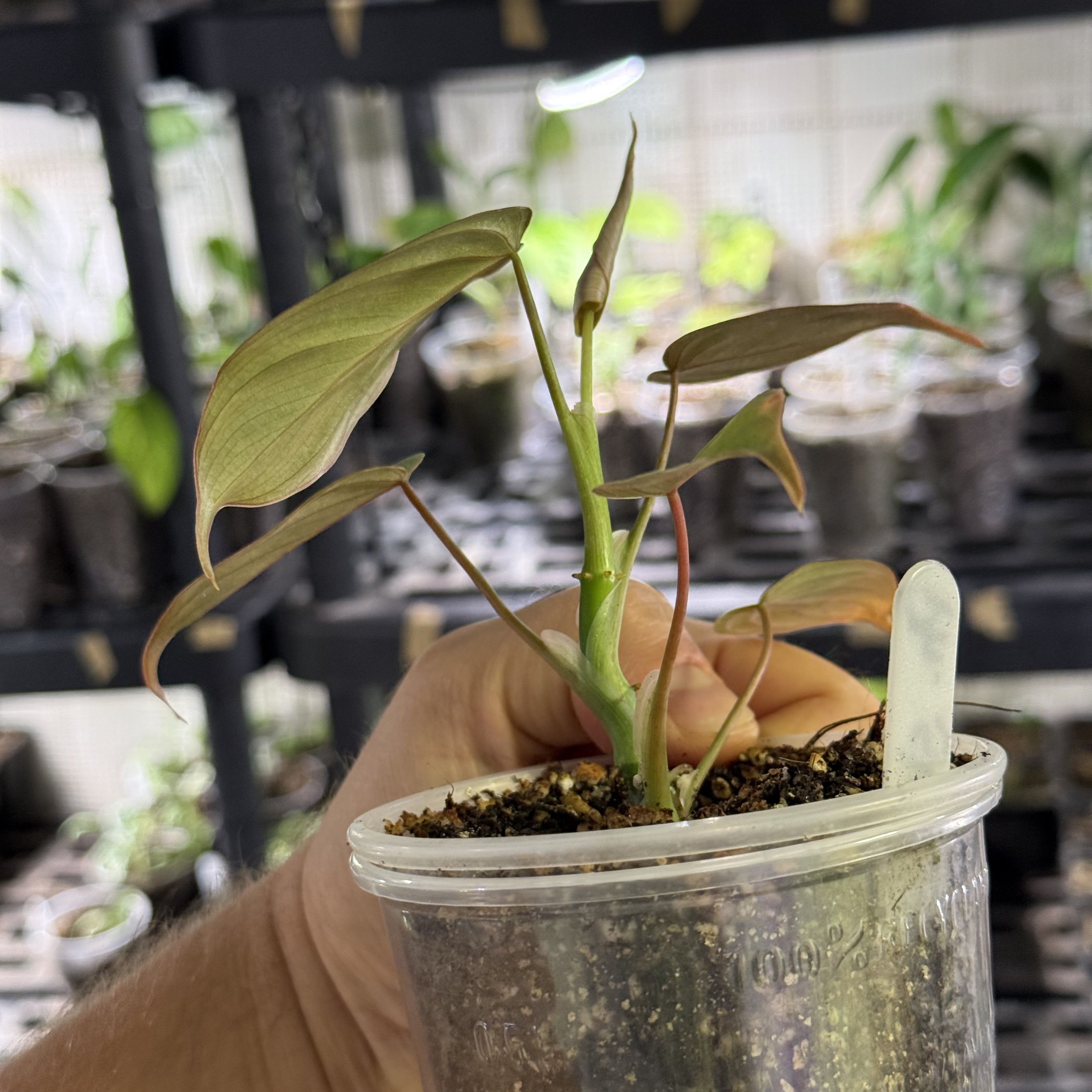 Philodendron glorious
