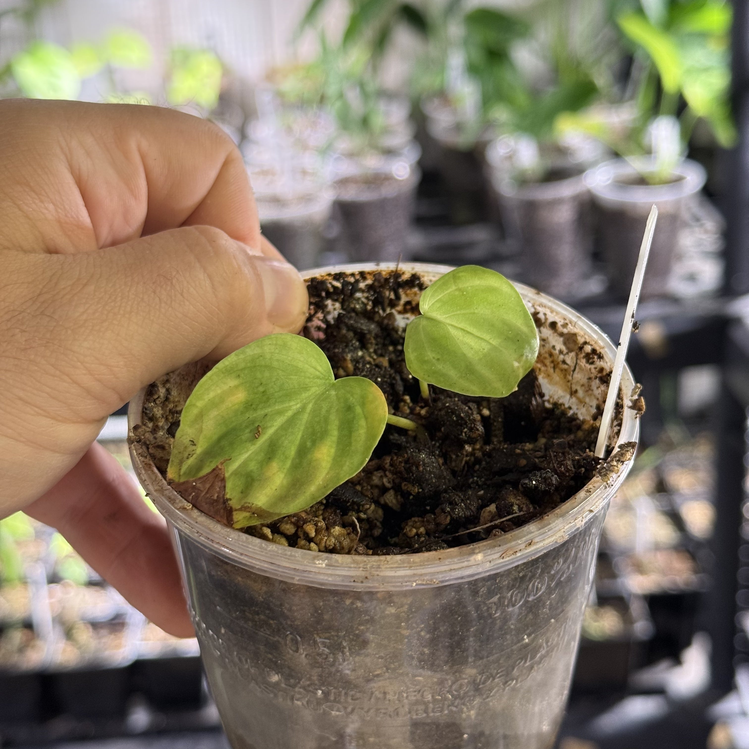 Philodendron verrucosum bosco