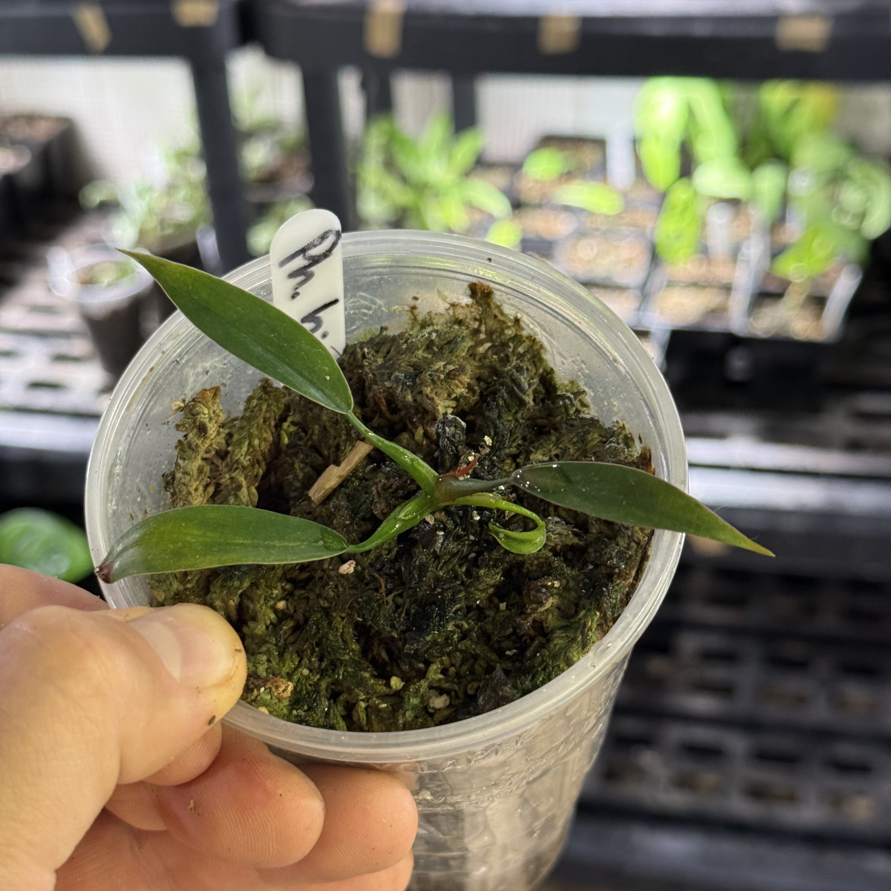 Philodendron bicolor