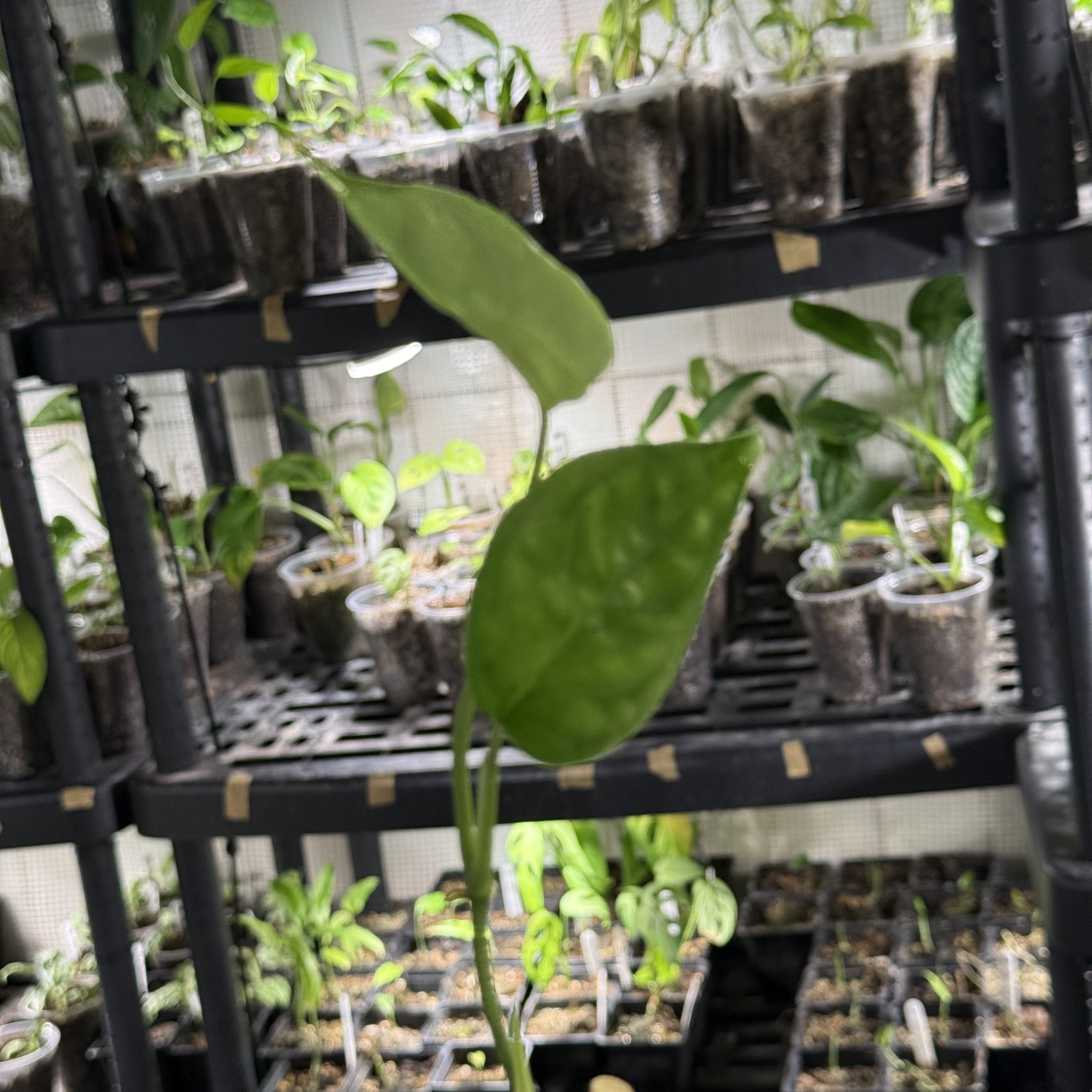 Monstera sp. manaus