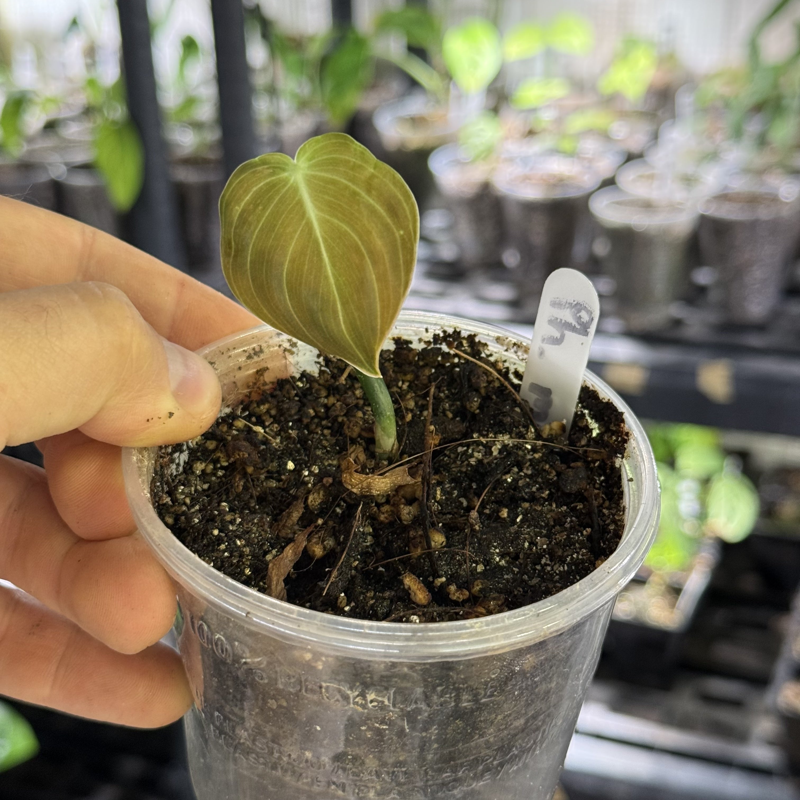 Philodendron melanochrysum variegata