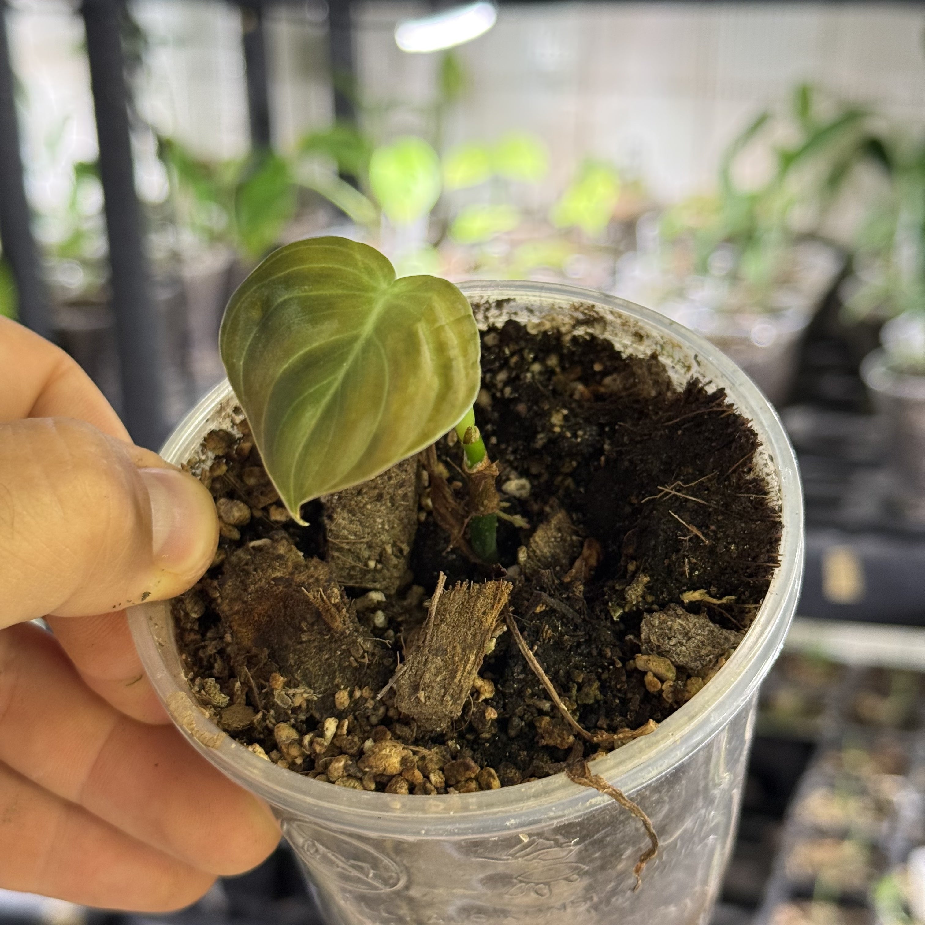 Philodendron melanochrysum variegata