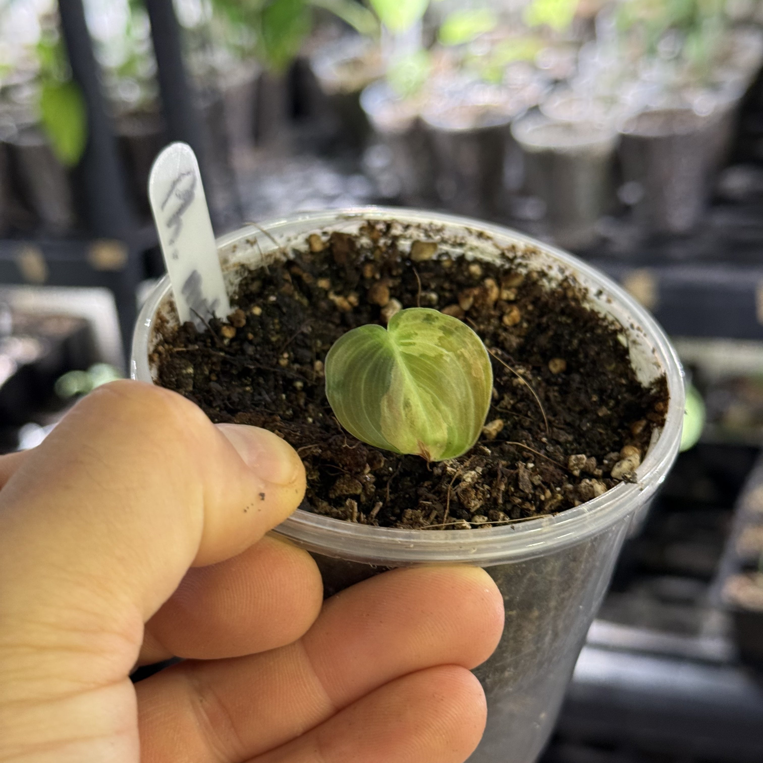 Philodendron melanochrysum variegata