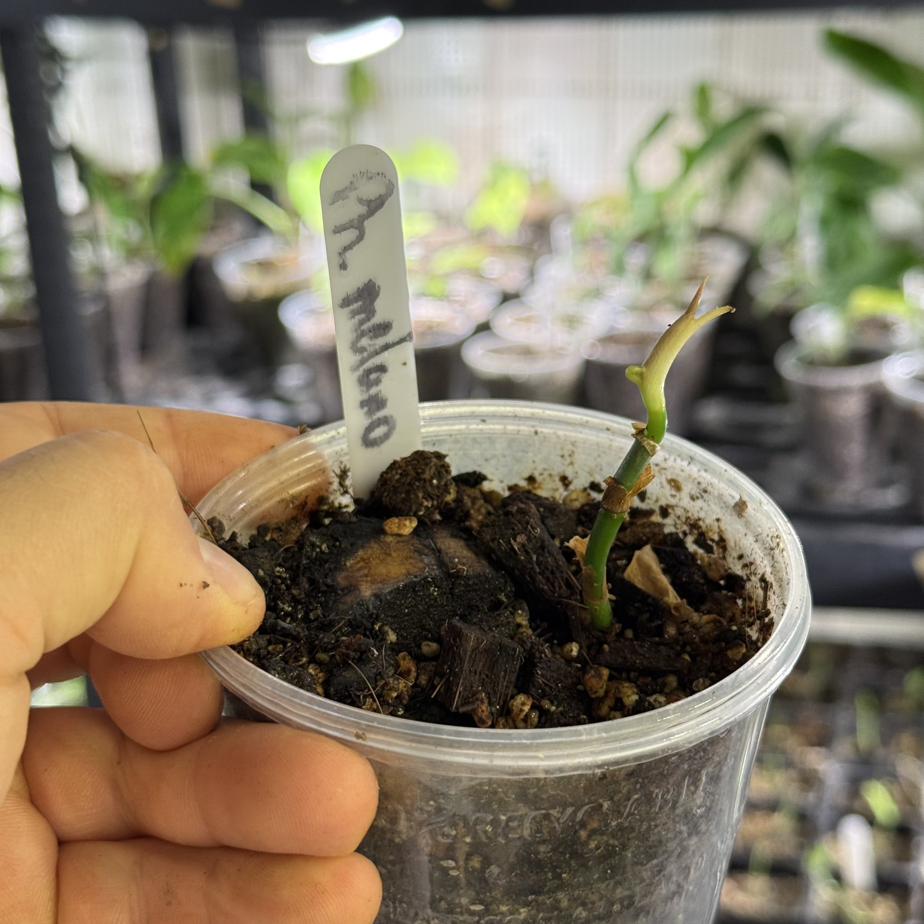 Philodendron melanochrysum variegata