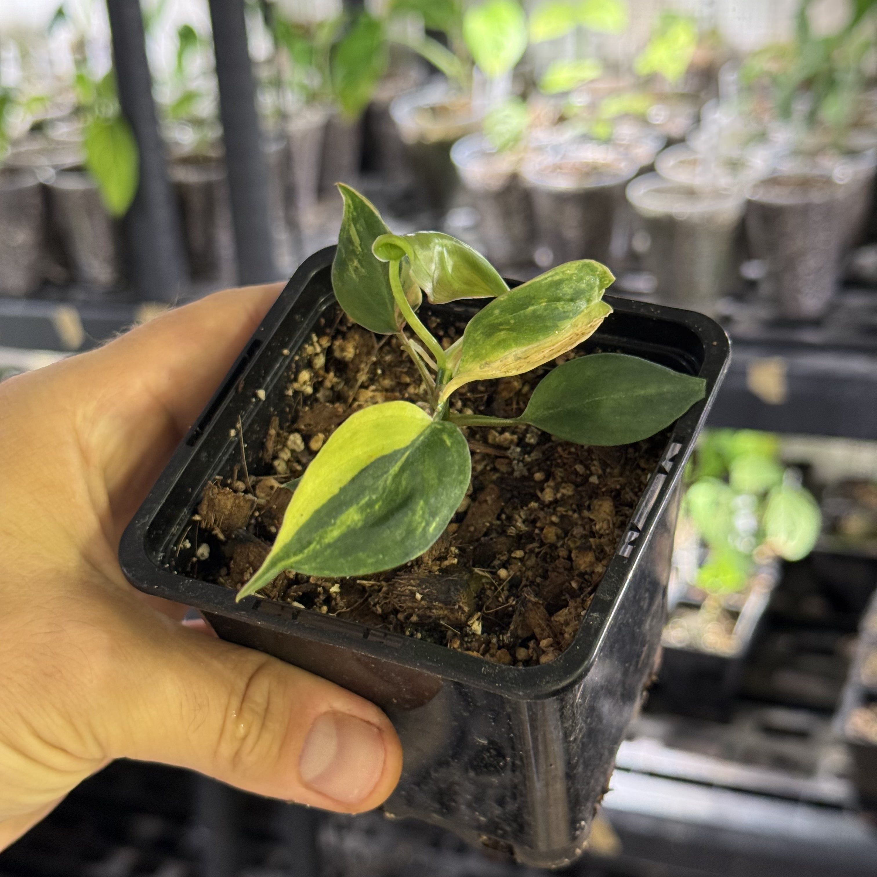Philodendron micans variegata