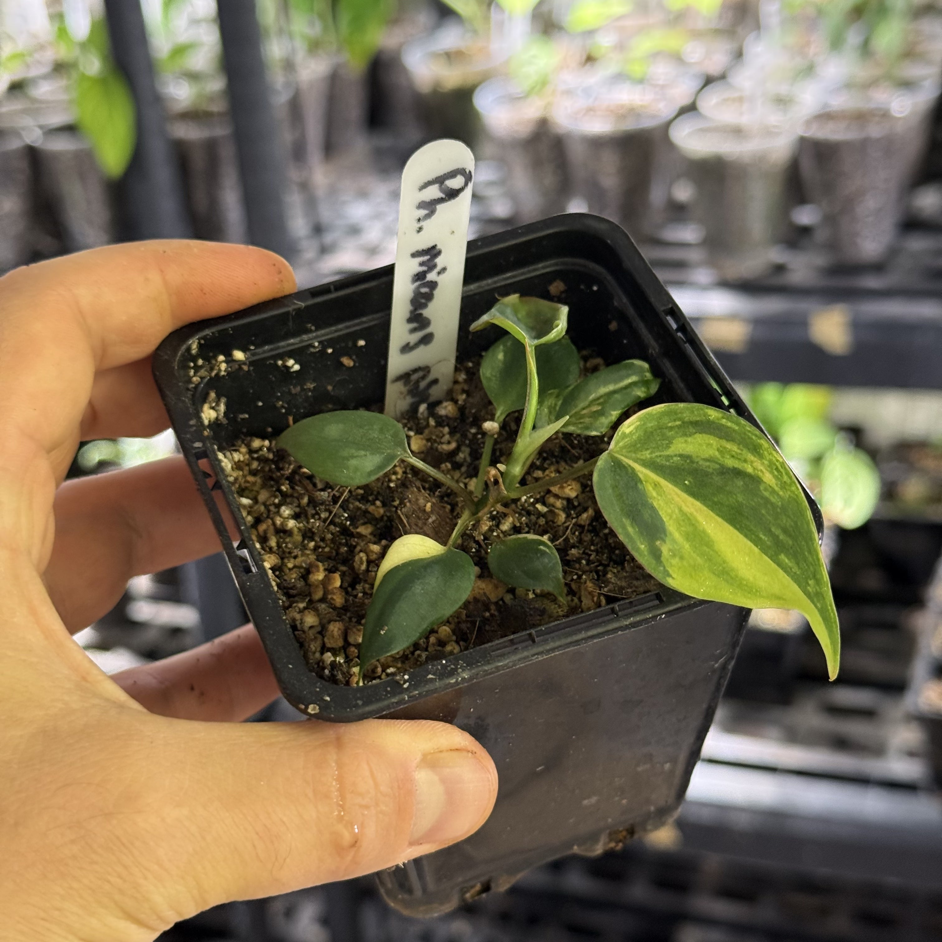 Philodendron micans variegata