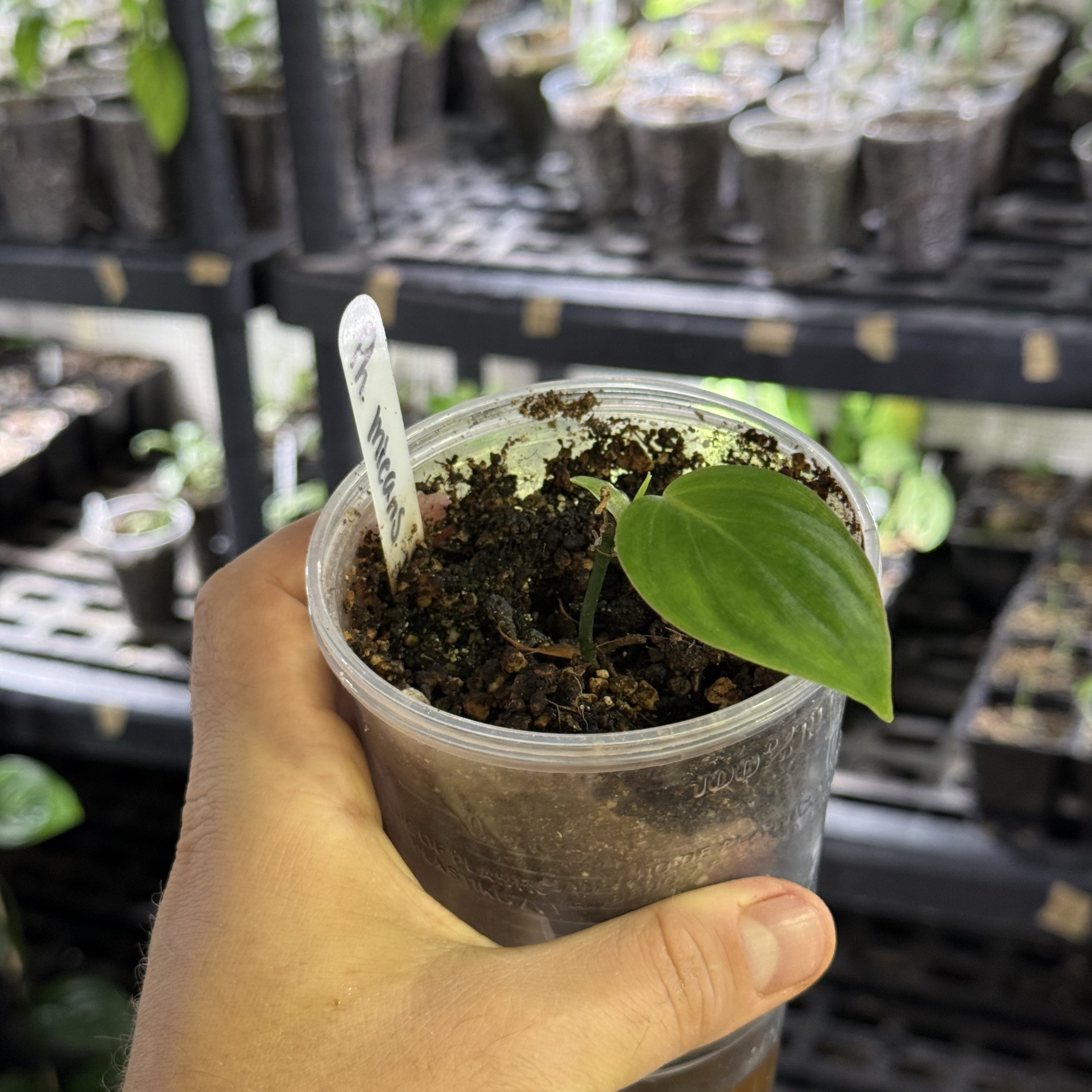 Philodendron micans pink (ferrari) variegata