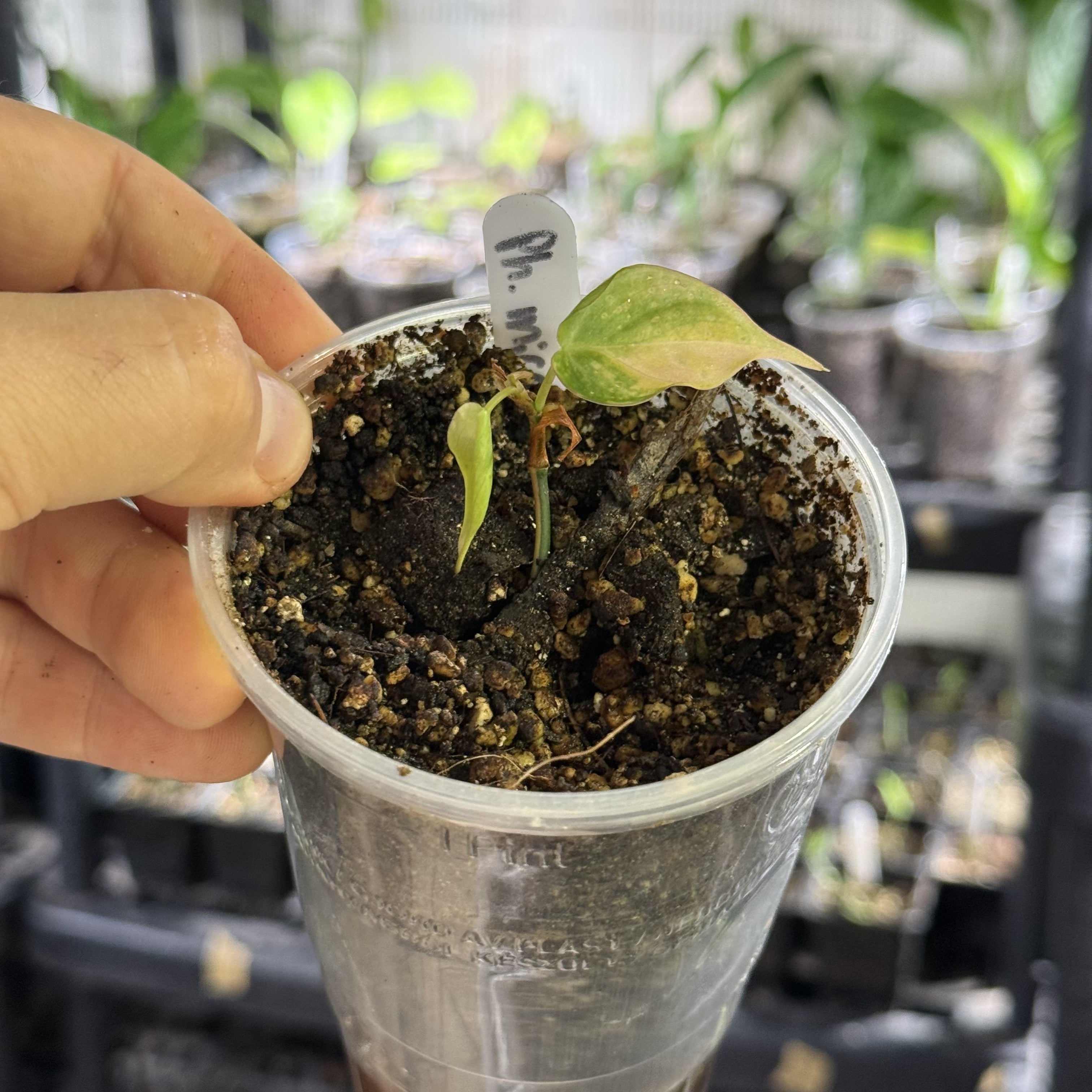 Philodendron micans pink (ferrari) variegata