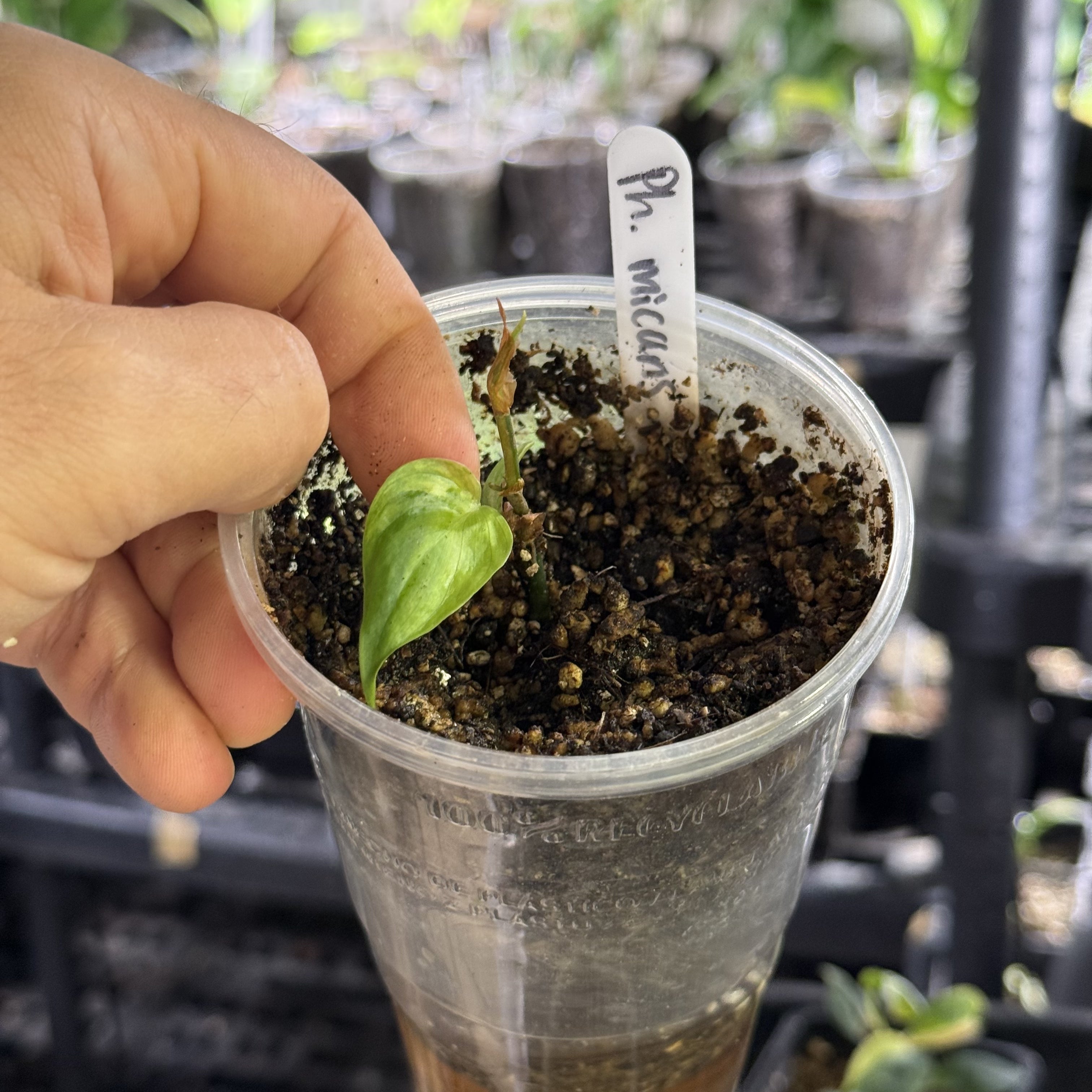 Philodendron micans pink (ferrari) variegata
