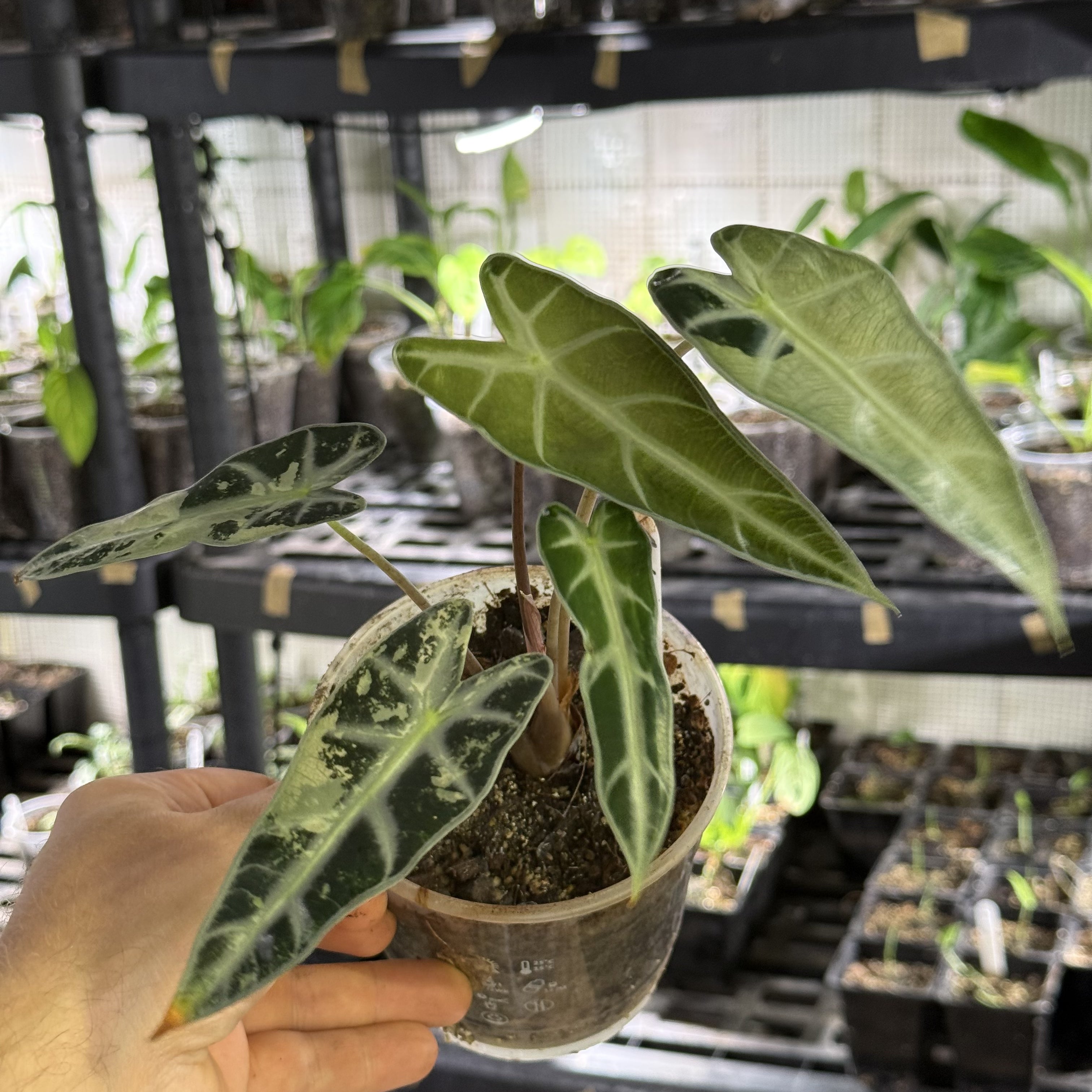 Alocasia bambino pink variegata