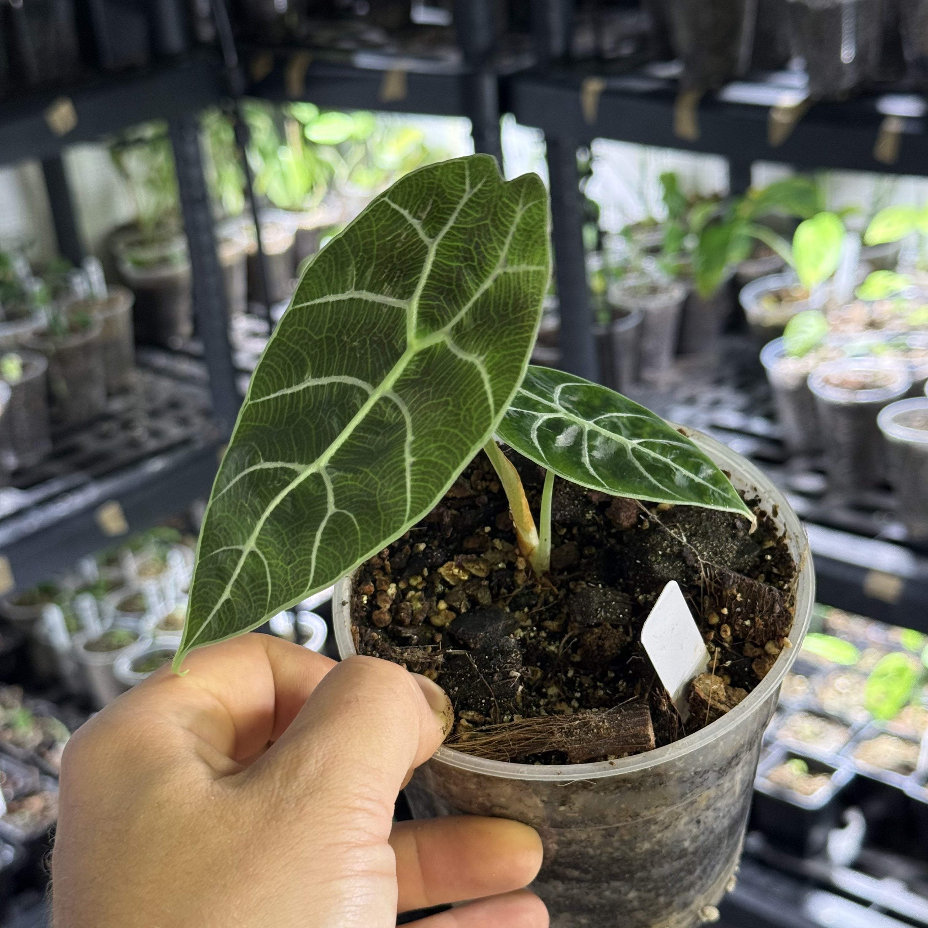 Alocasia watsoniana glossy pink variegata
