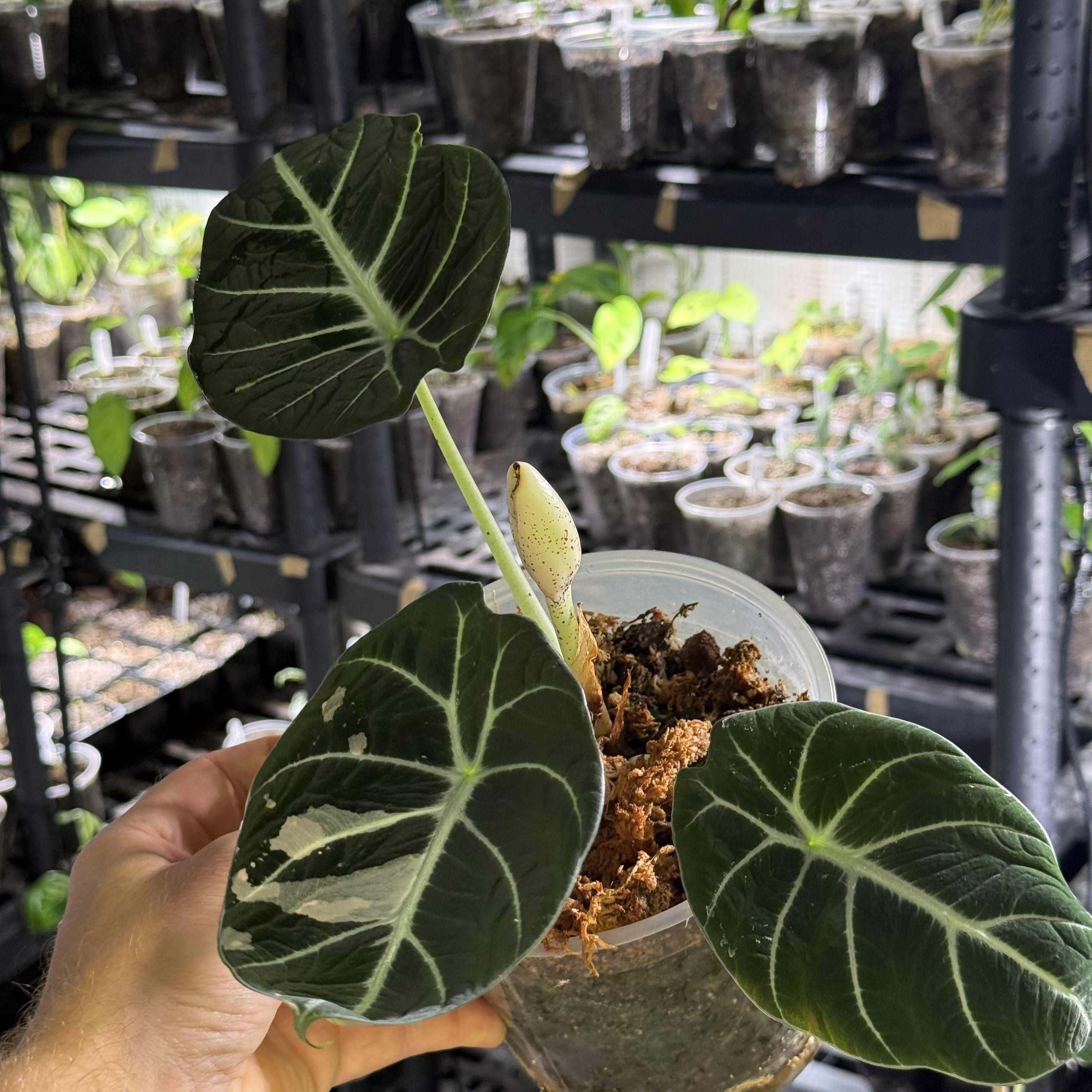 Alocasia black velvet pink variegata