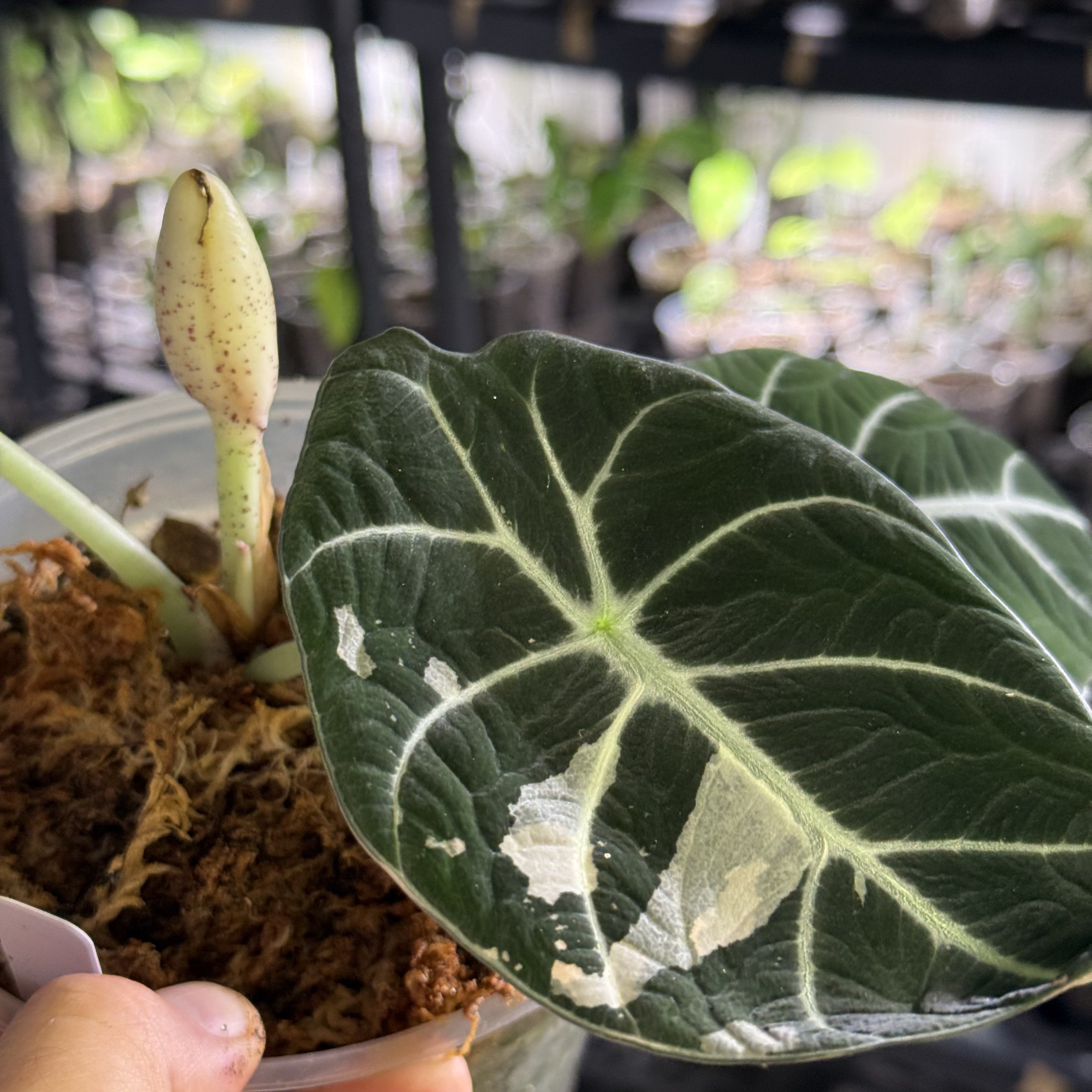 Alocasia black velvet pink variegata