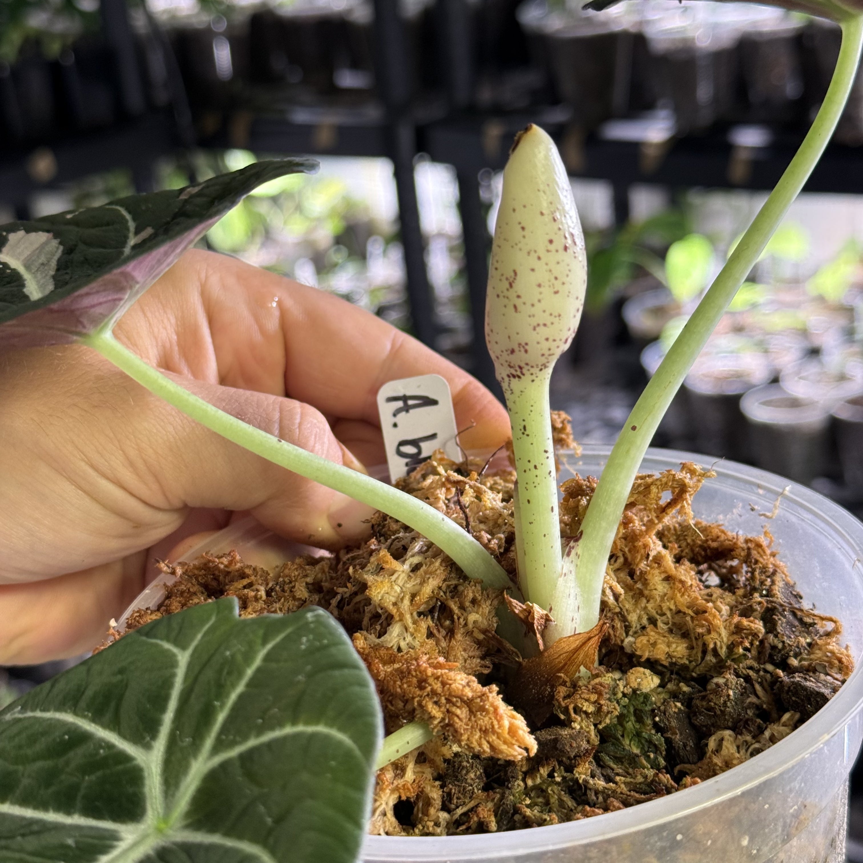 Alocasia black velvet pink variegata