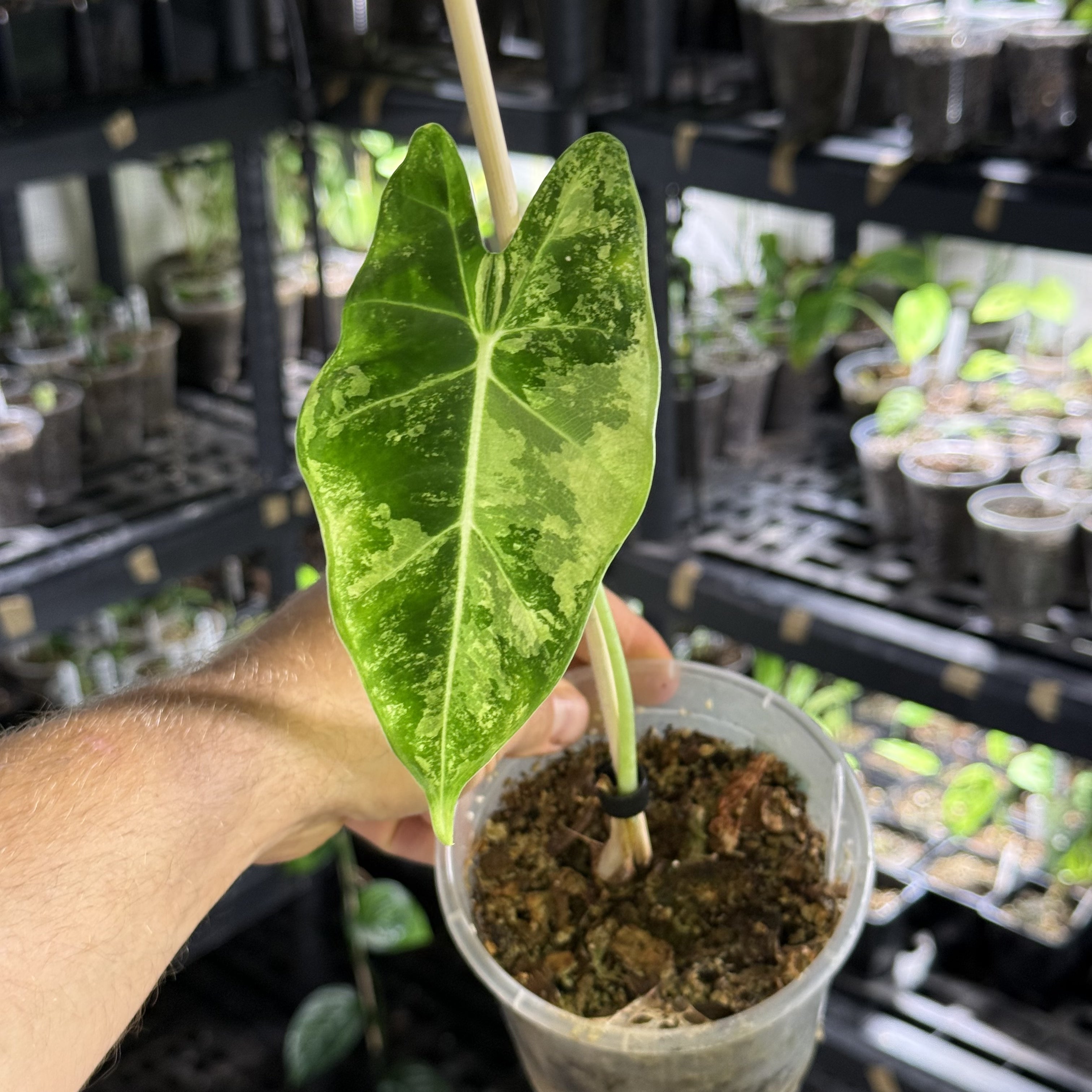 Alocasia frydek variegata