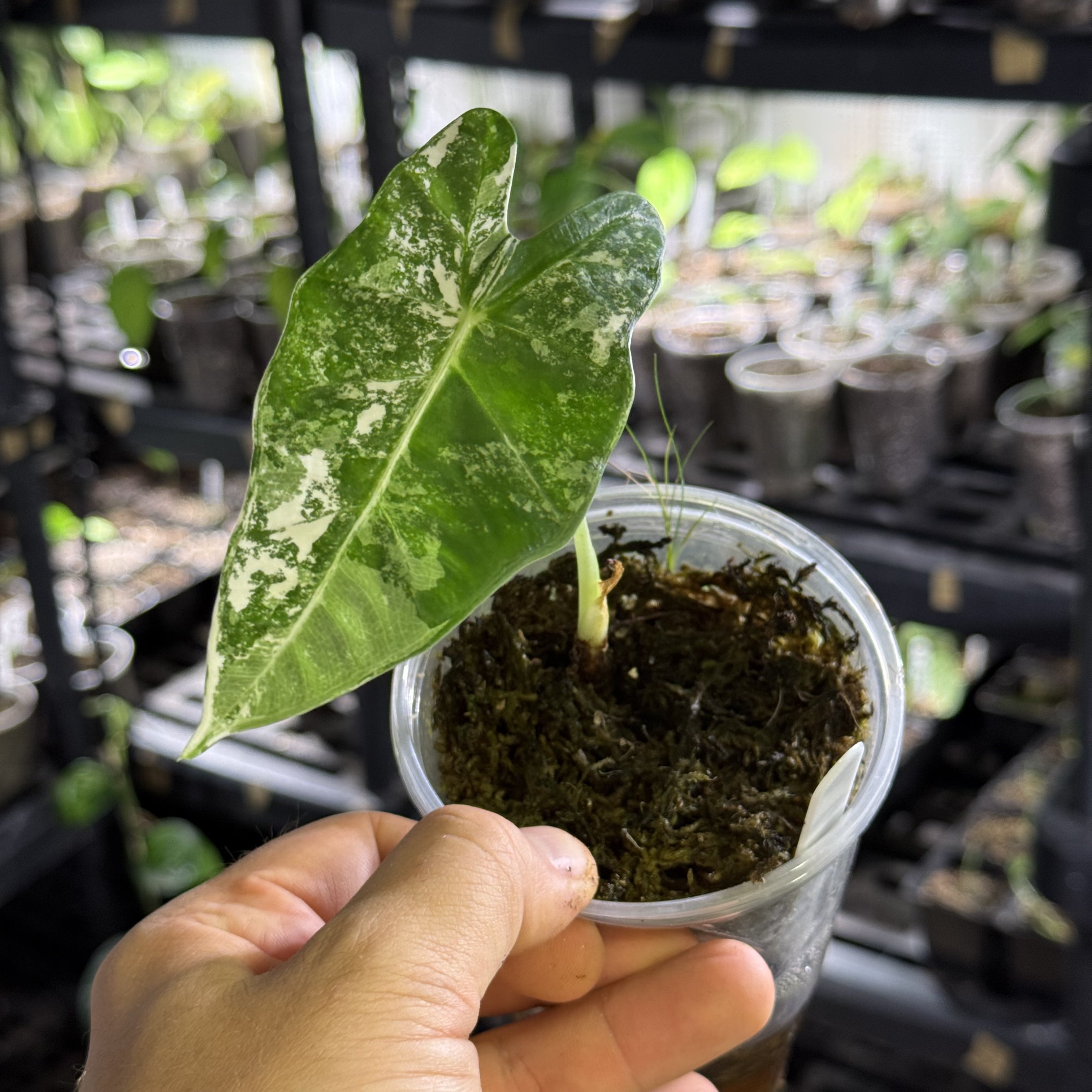 Alocasia frydek variegata