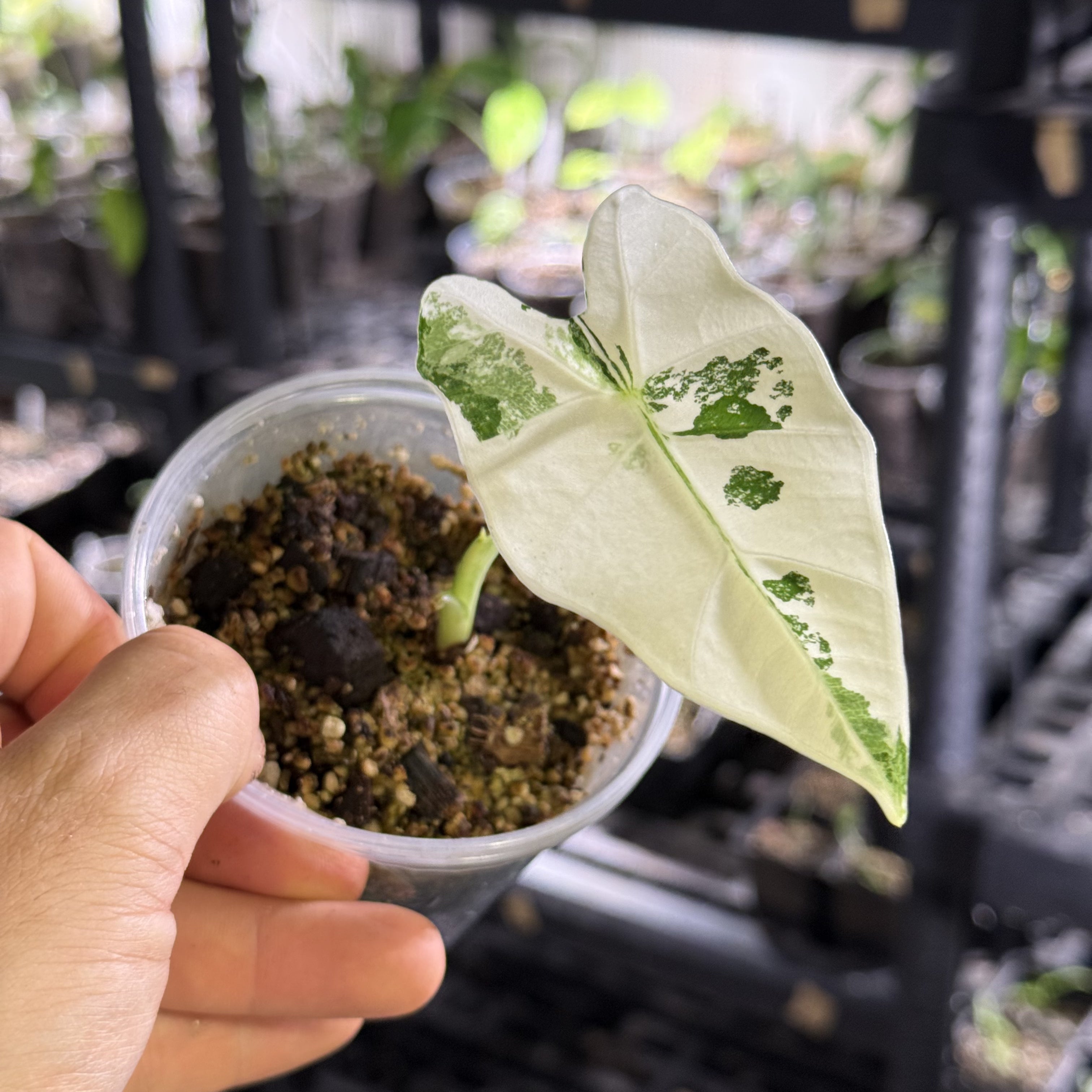 Alocasia frydek variegata