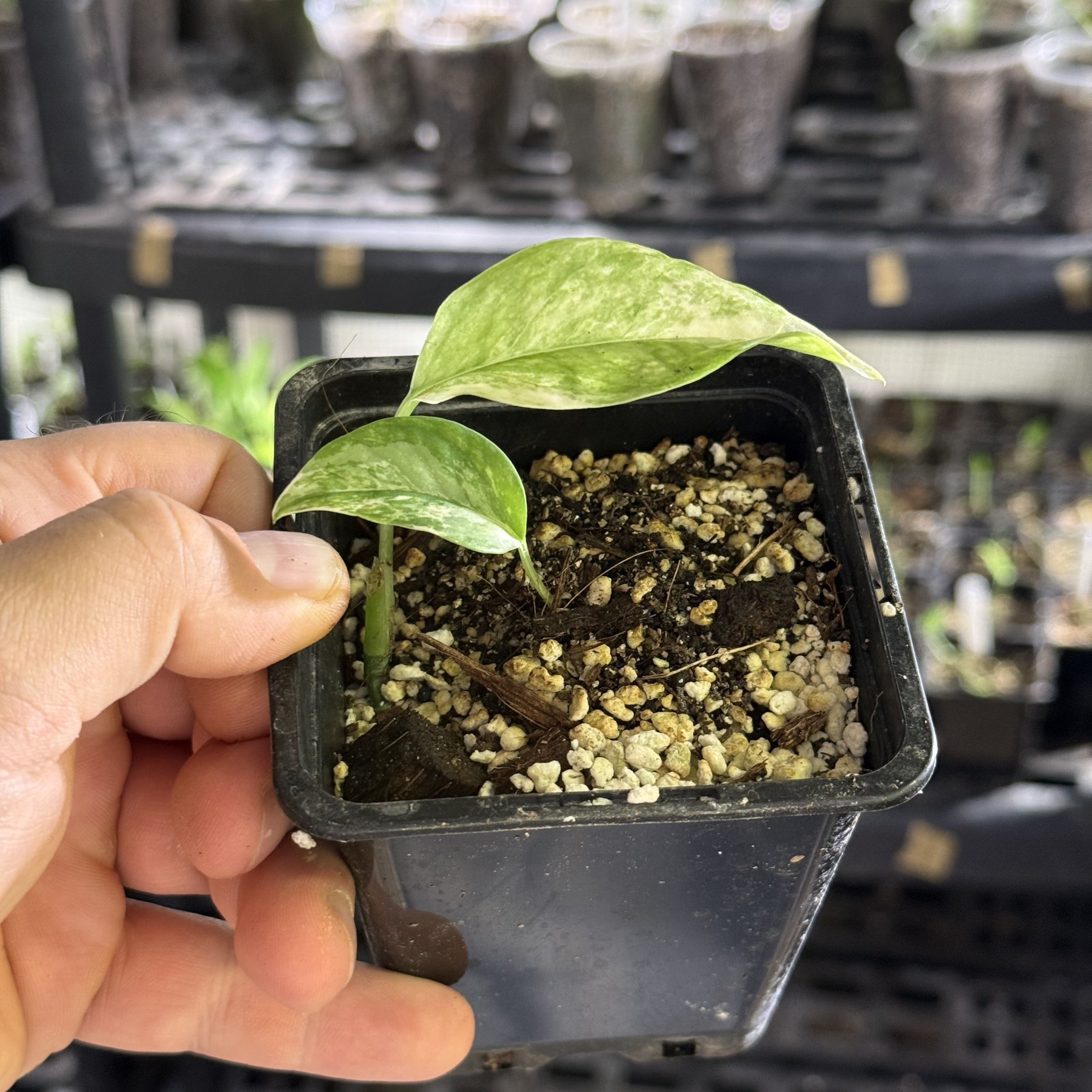 Epipremnum hanoman sp. bali variegata