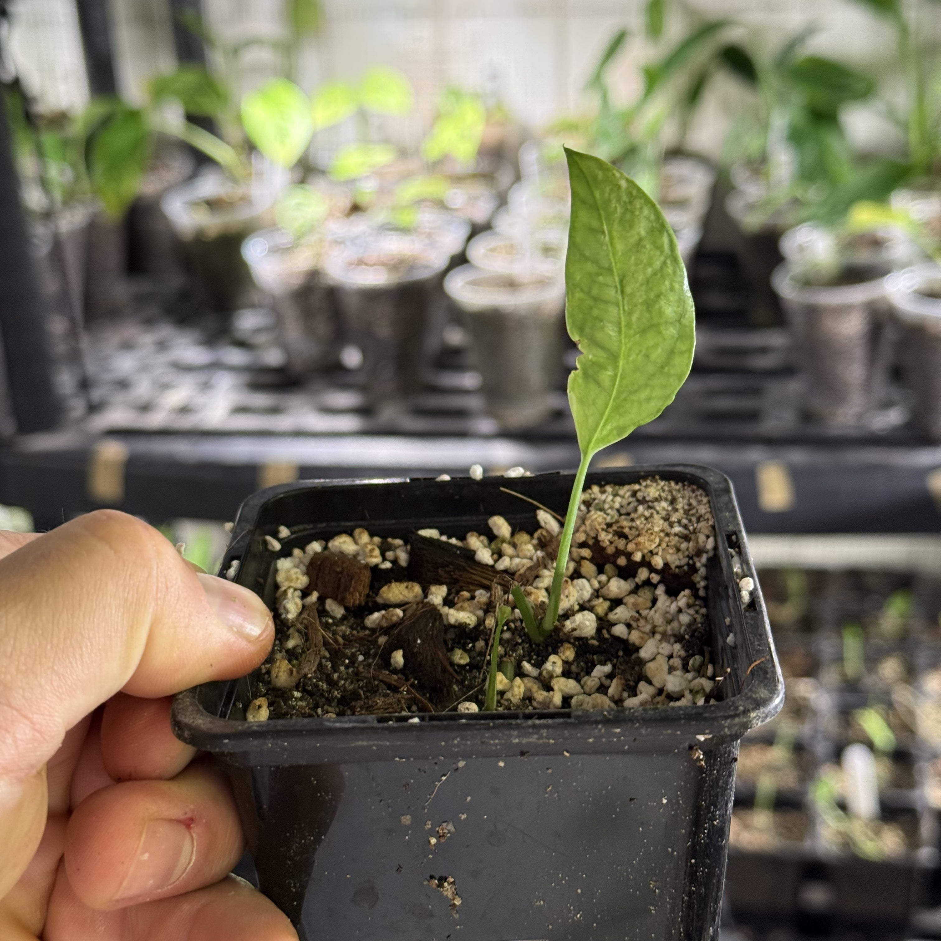 Epipremnum hanoman sp. bali variegata