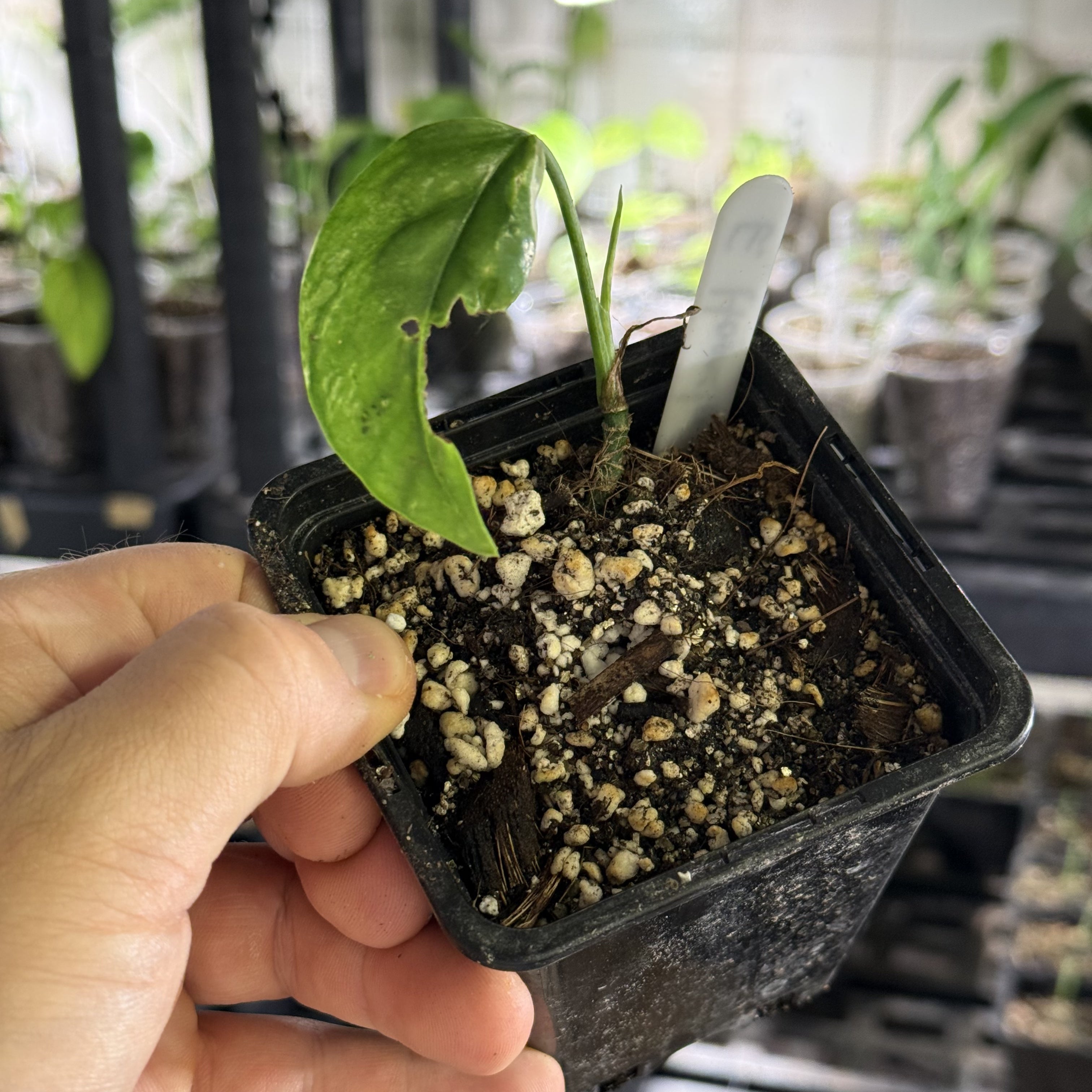 Epipremnum hanoman sp. bali variegata