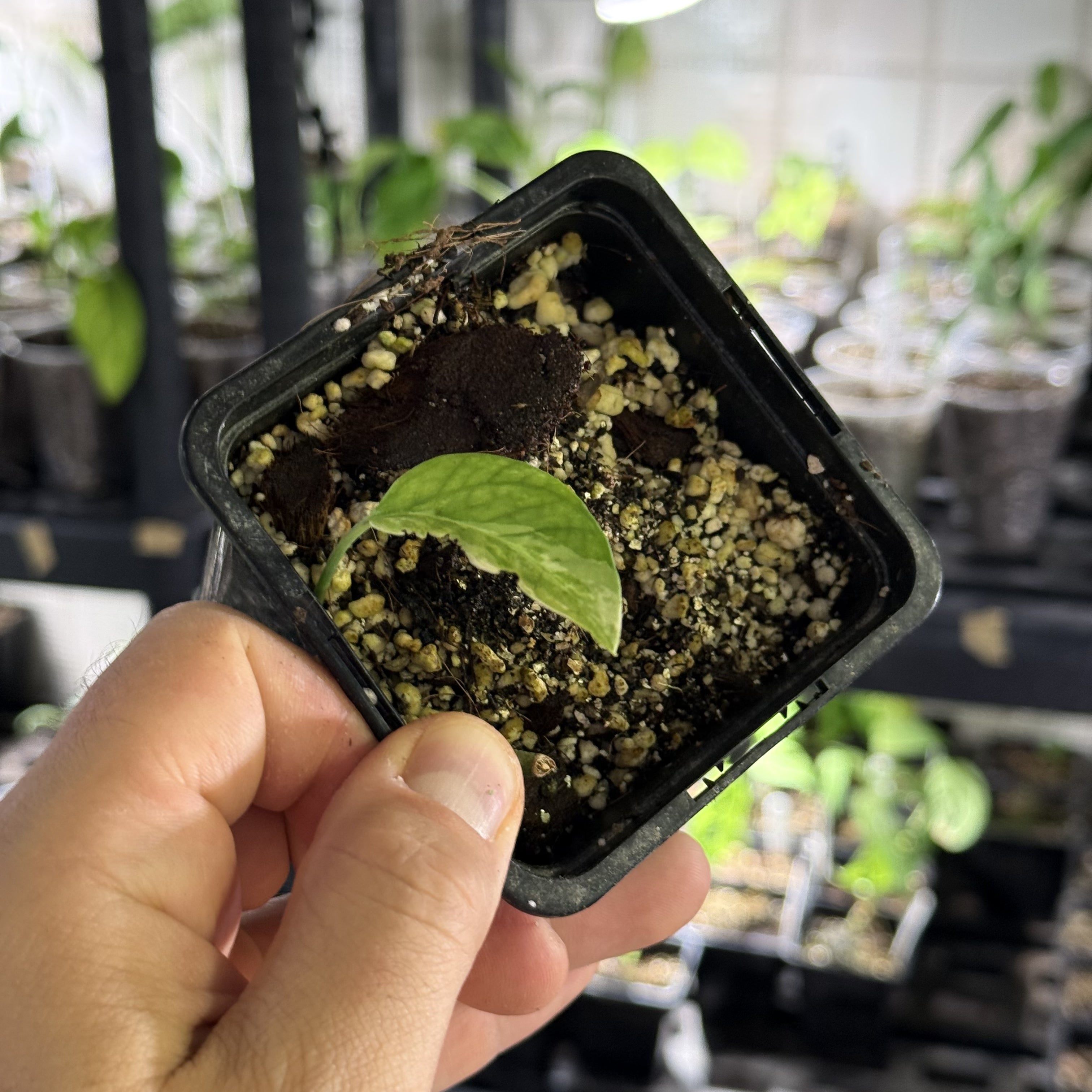 Epipremnum hanoman sp. bali variegata