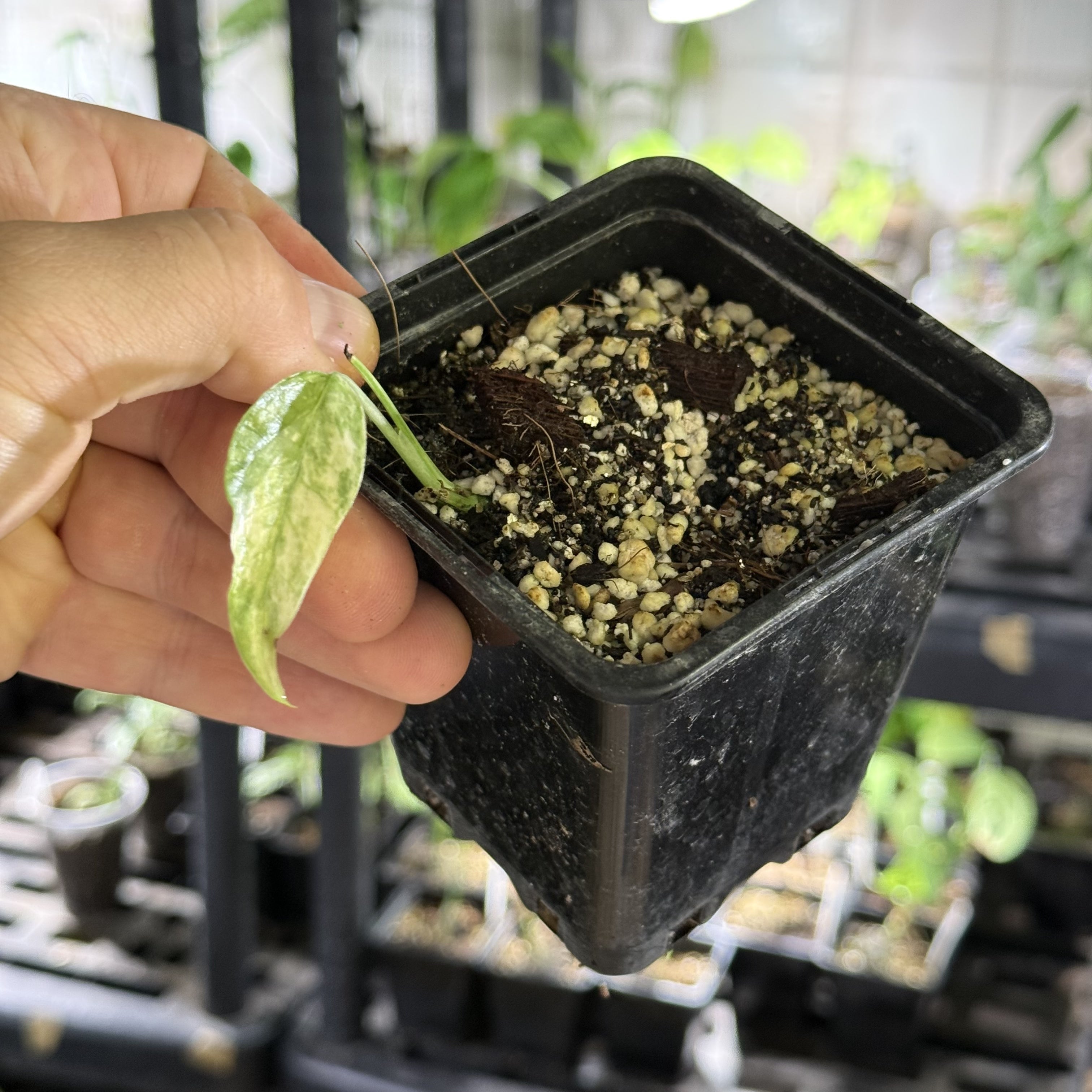 Epipremnum hanoman sp. bali variegata