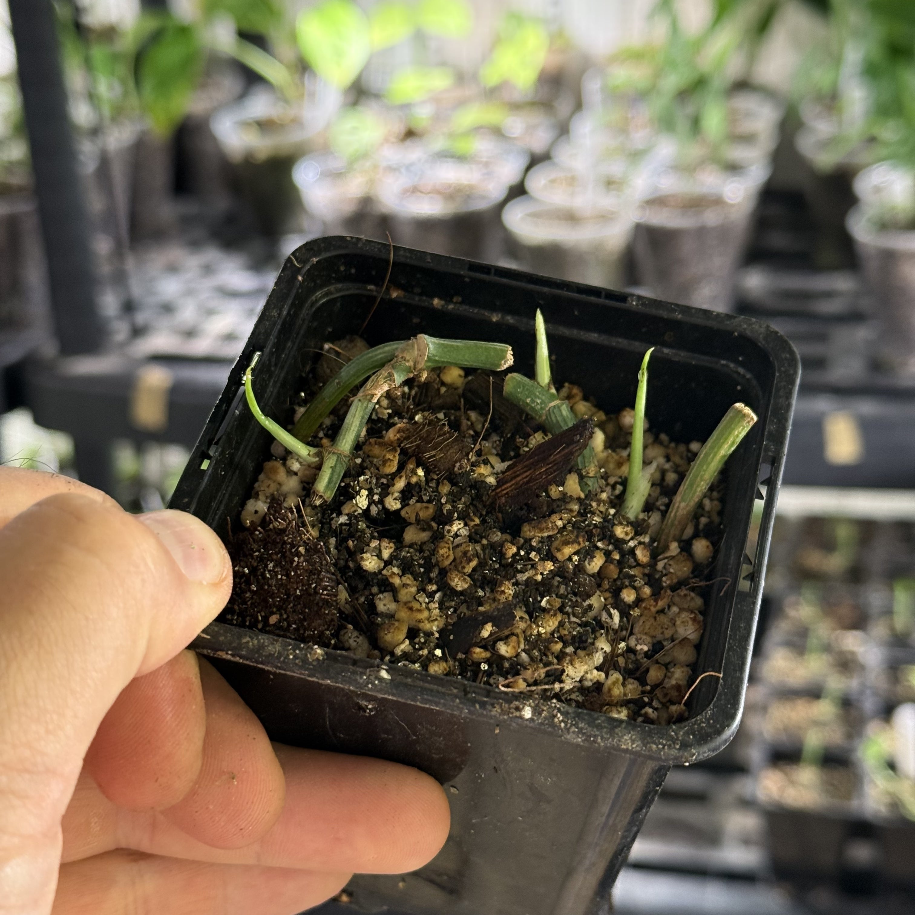 Epipremnum hanoman sp. bali variegata