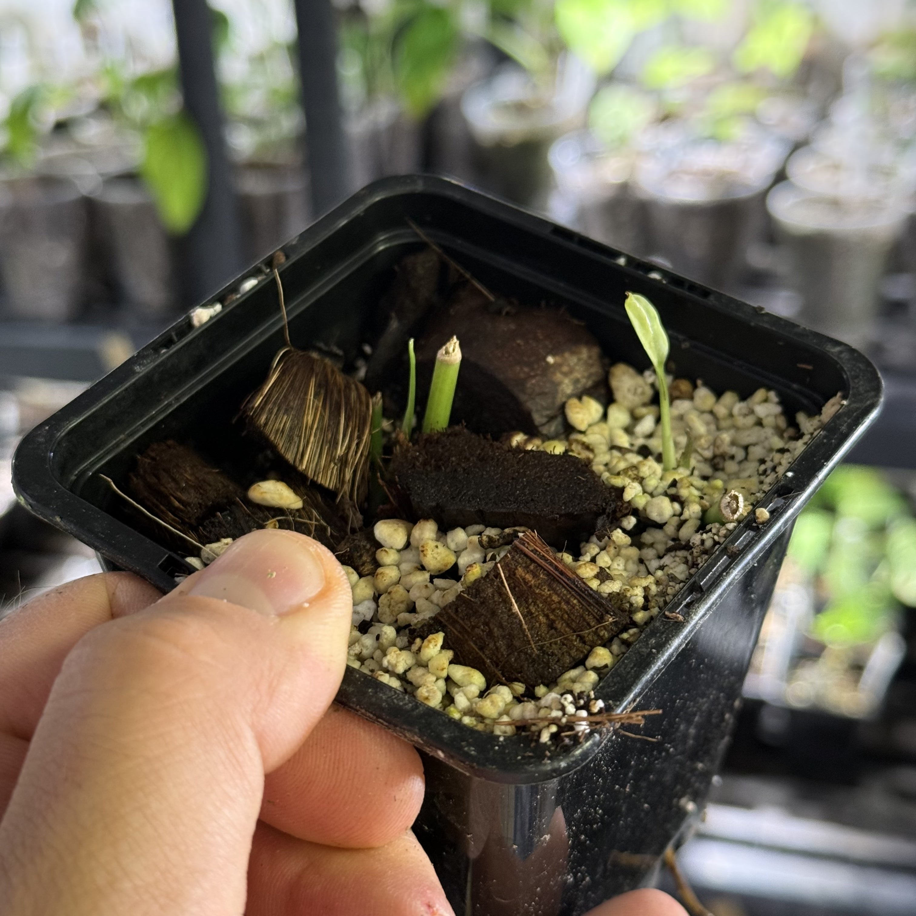 Epipremnum hanoman sp. bali variegata