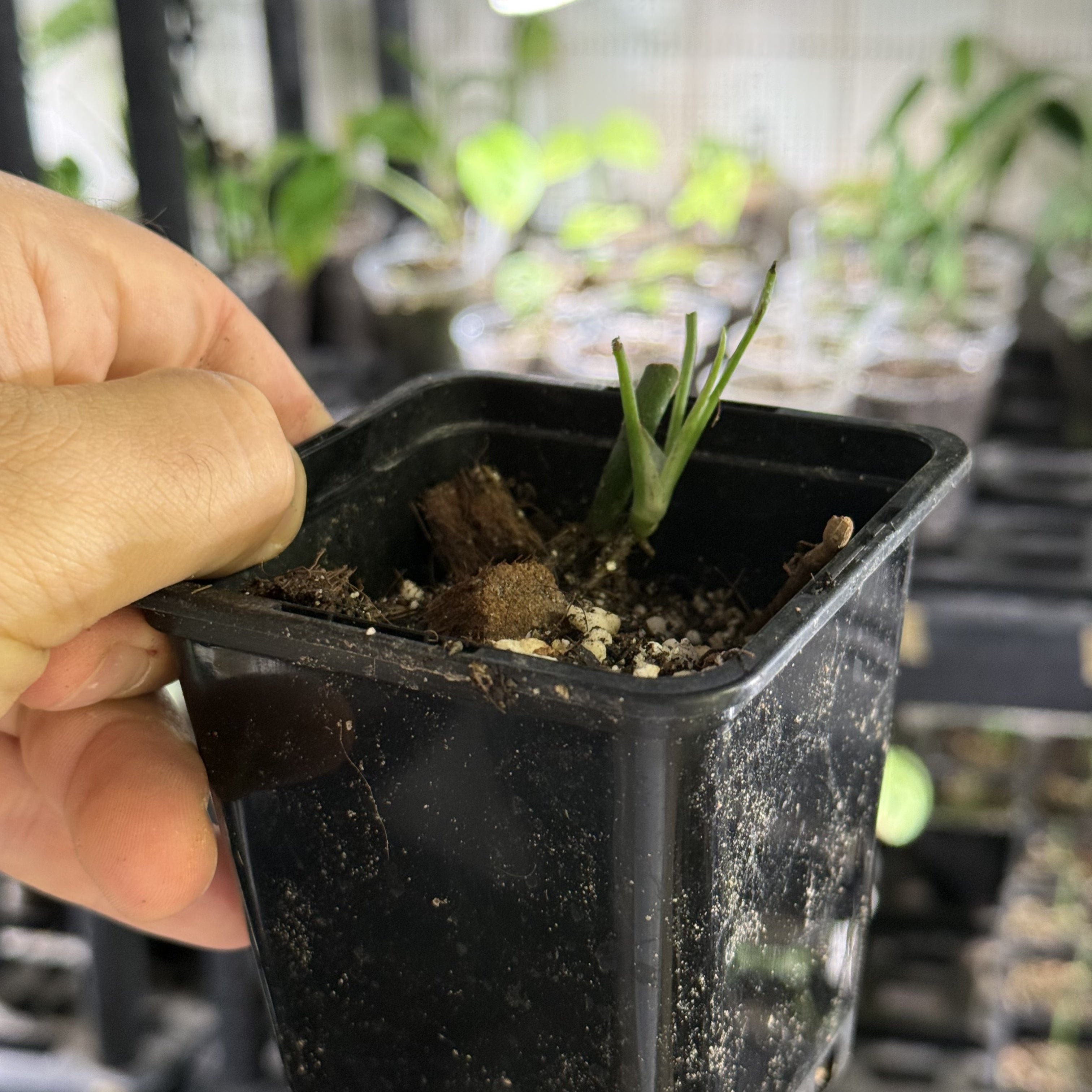 Epipremnum hanoman sp. bali variegata