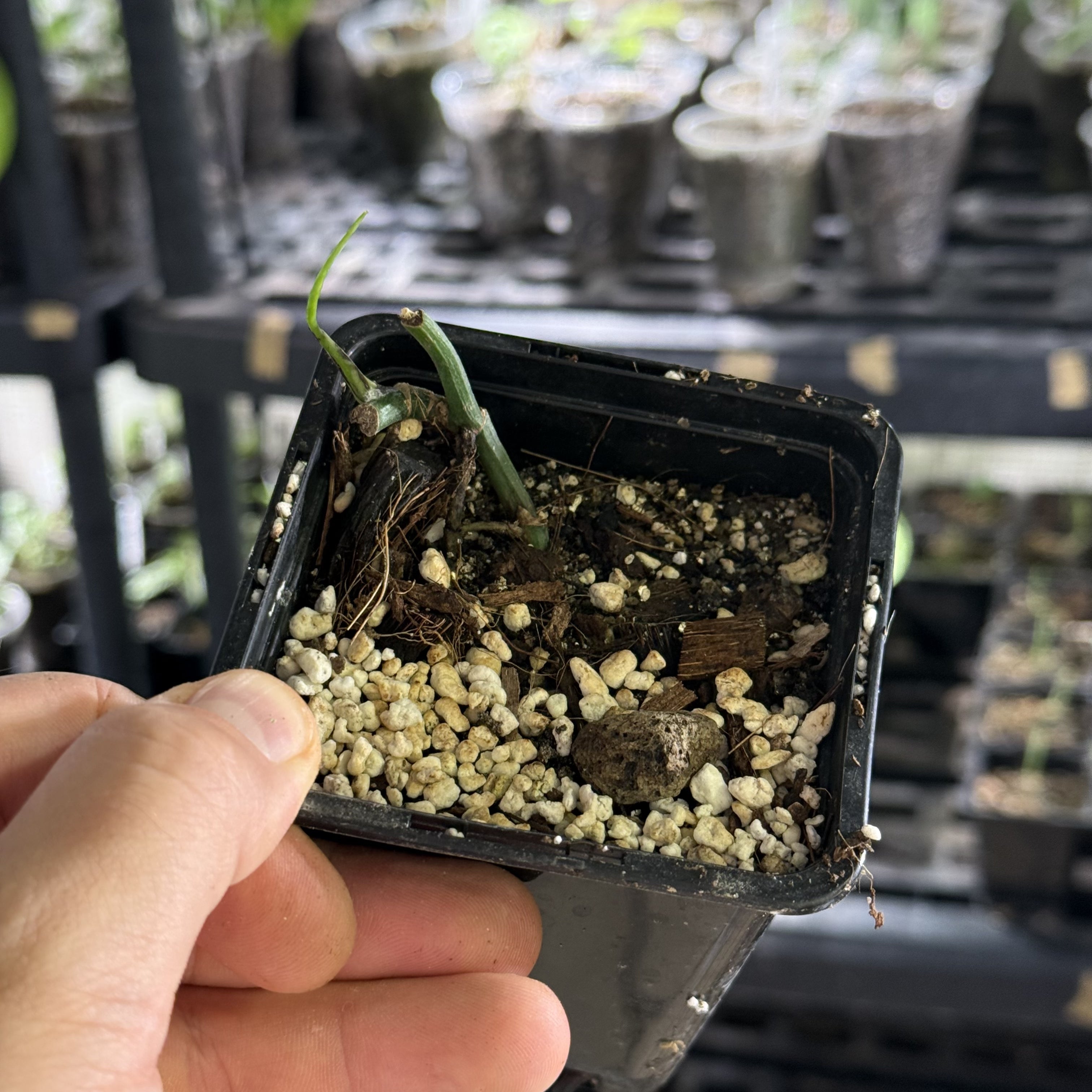 Epipremnum hanoman sp. bali variegata