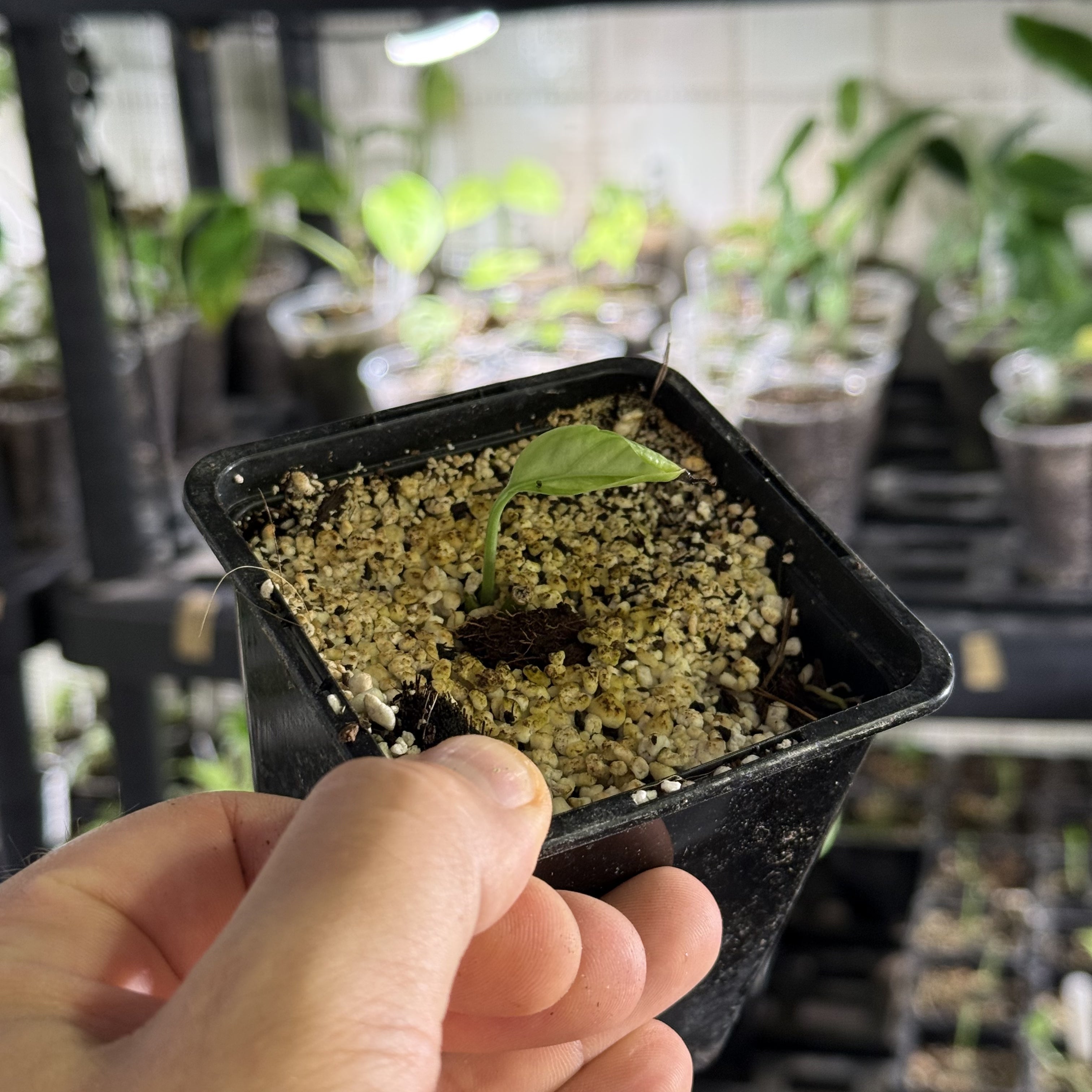 Epipremnum hanoman sp. bali variegata